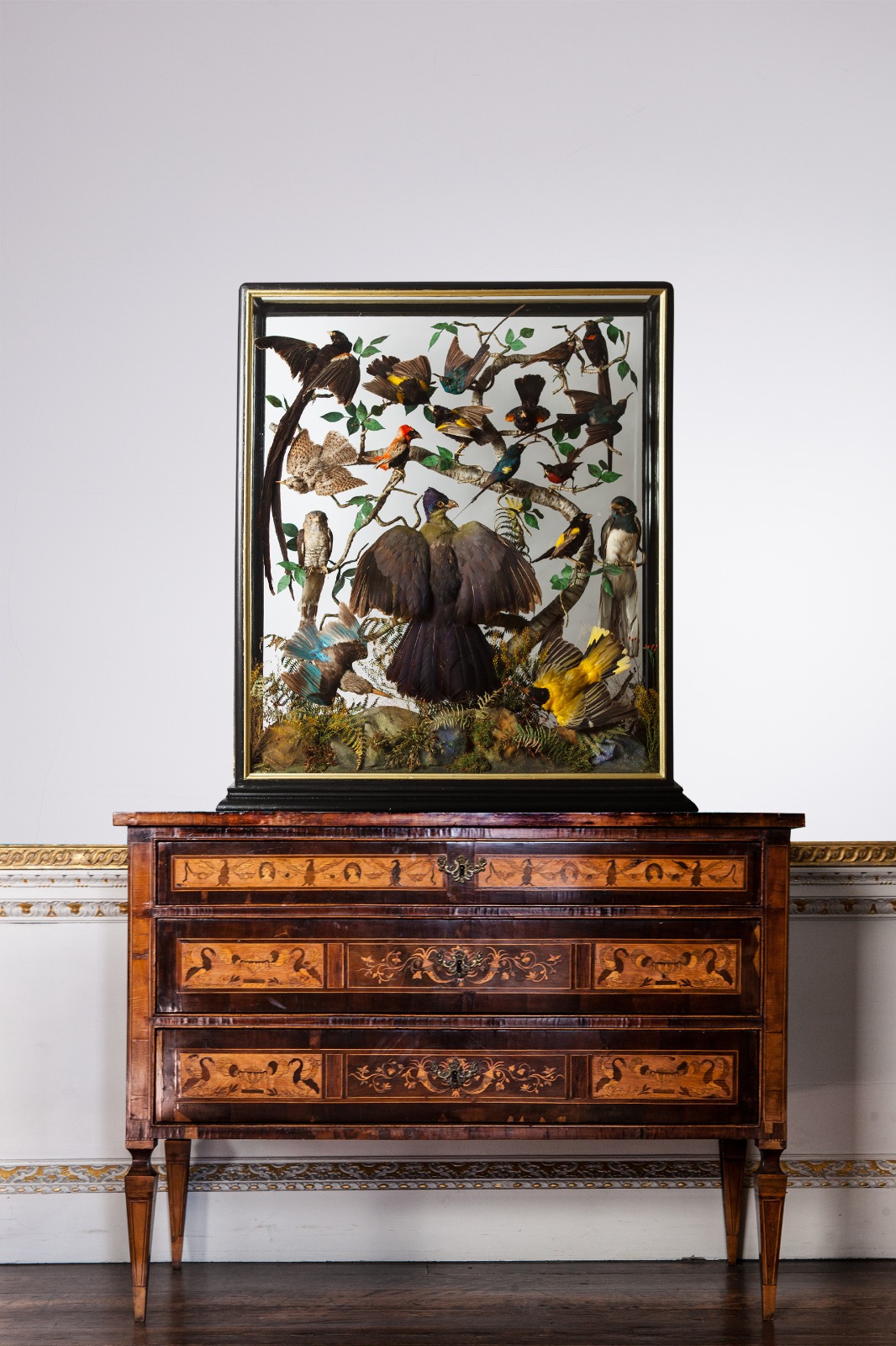 A Rare Five Sided Taxidermy Case Containing Birds Of Africa. Circa 1880.
