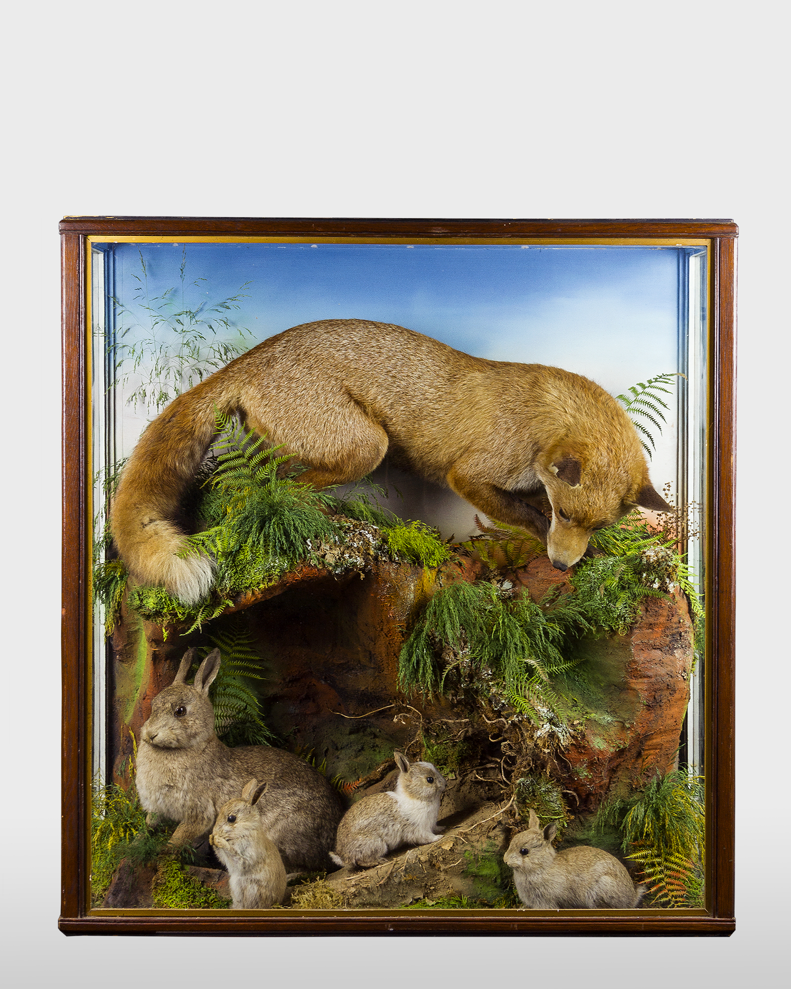 Red Fox and Rabbit Prey
