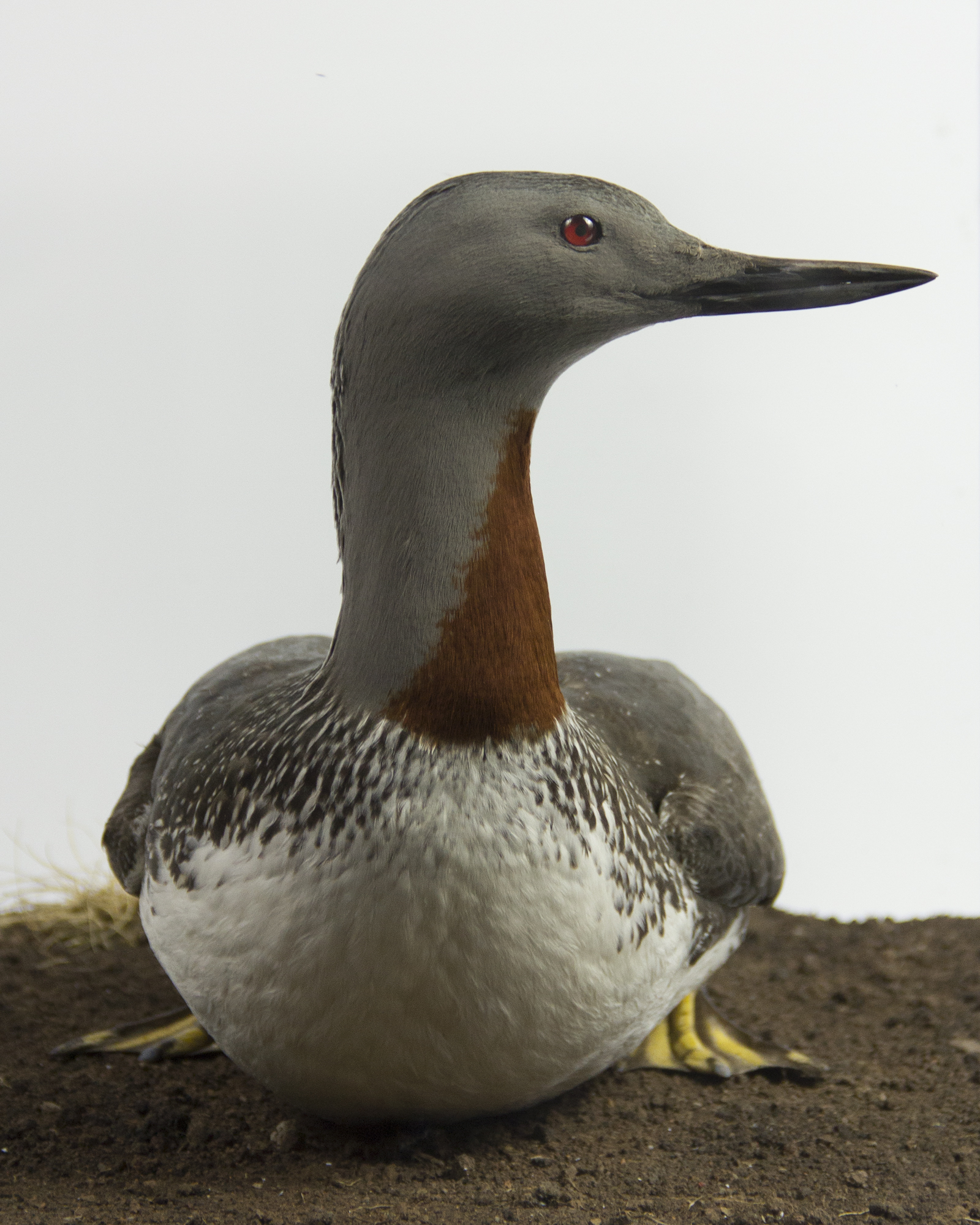 Red-throated Diver