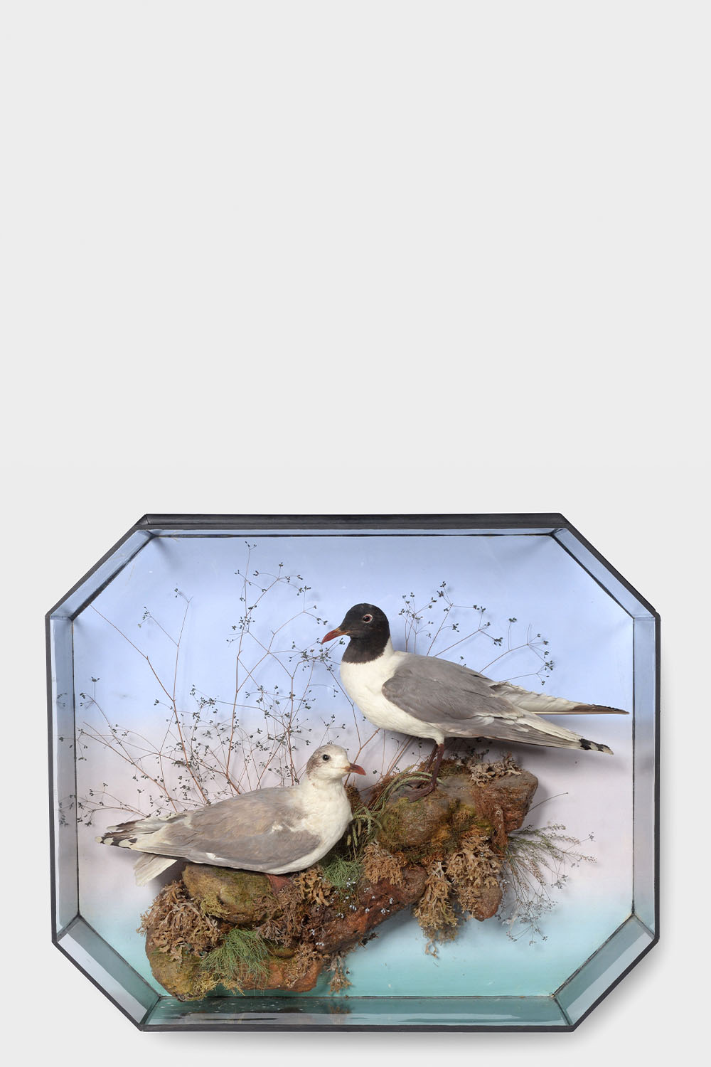 Relict Gulls Taxidermy Case By Henry Ward