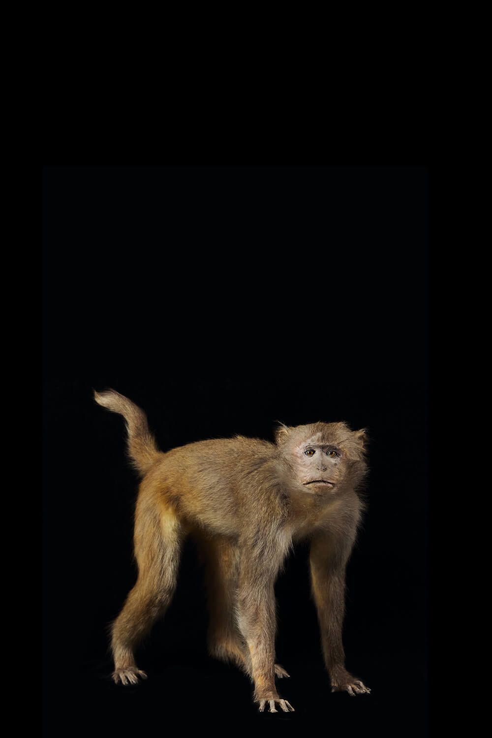 Taxidermy Rhesus Macaque Monkey