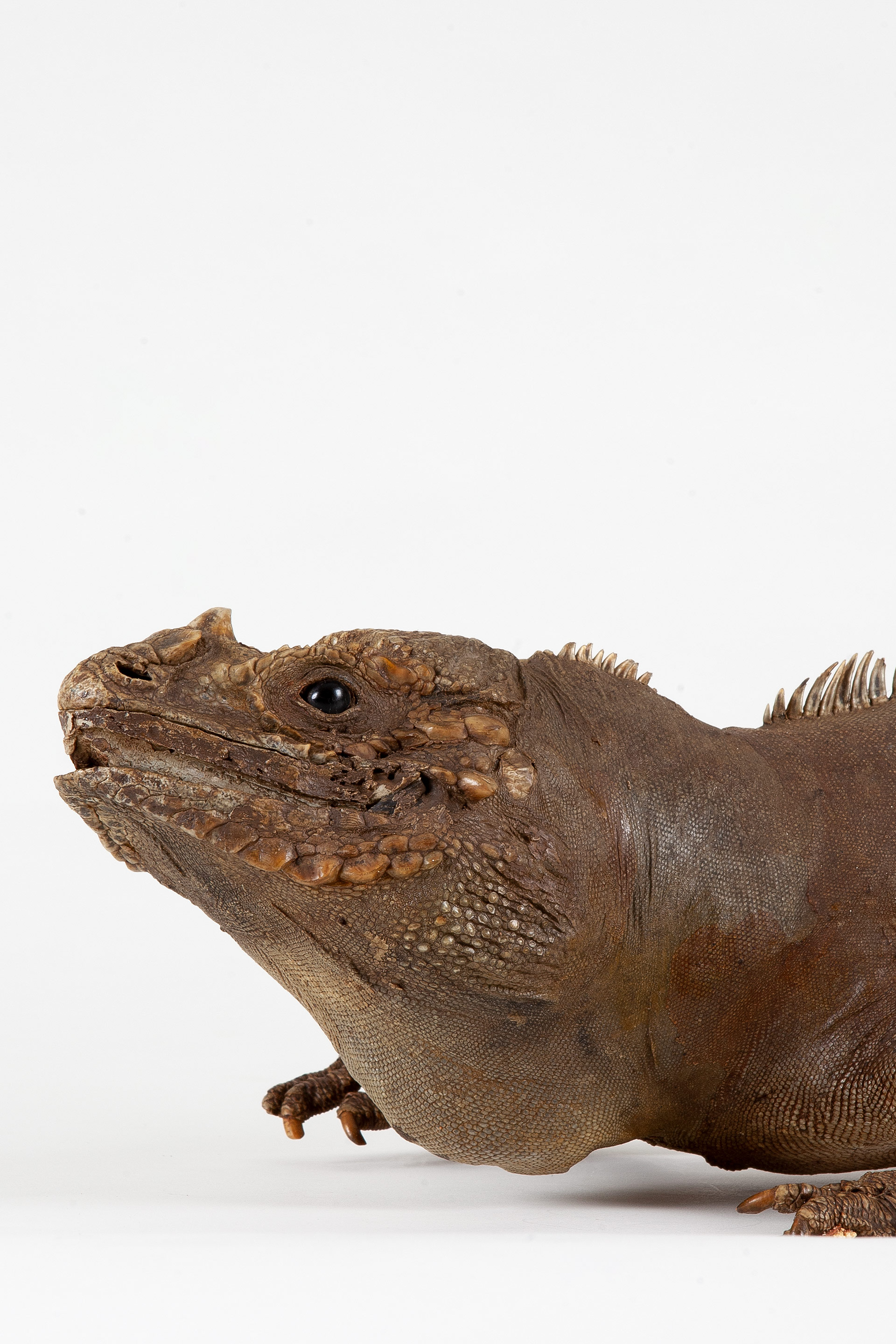 Rare 19th century taxidermy Rhinoceros Iguana