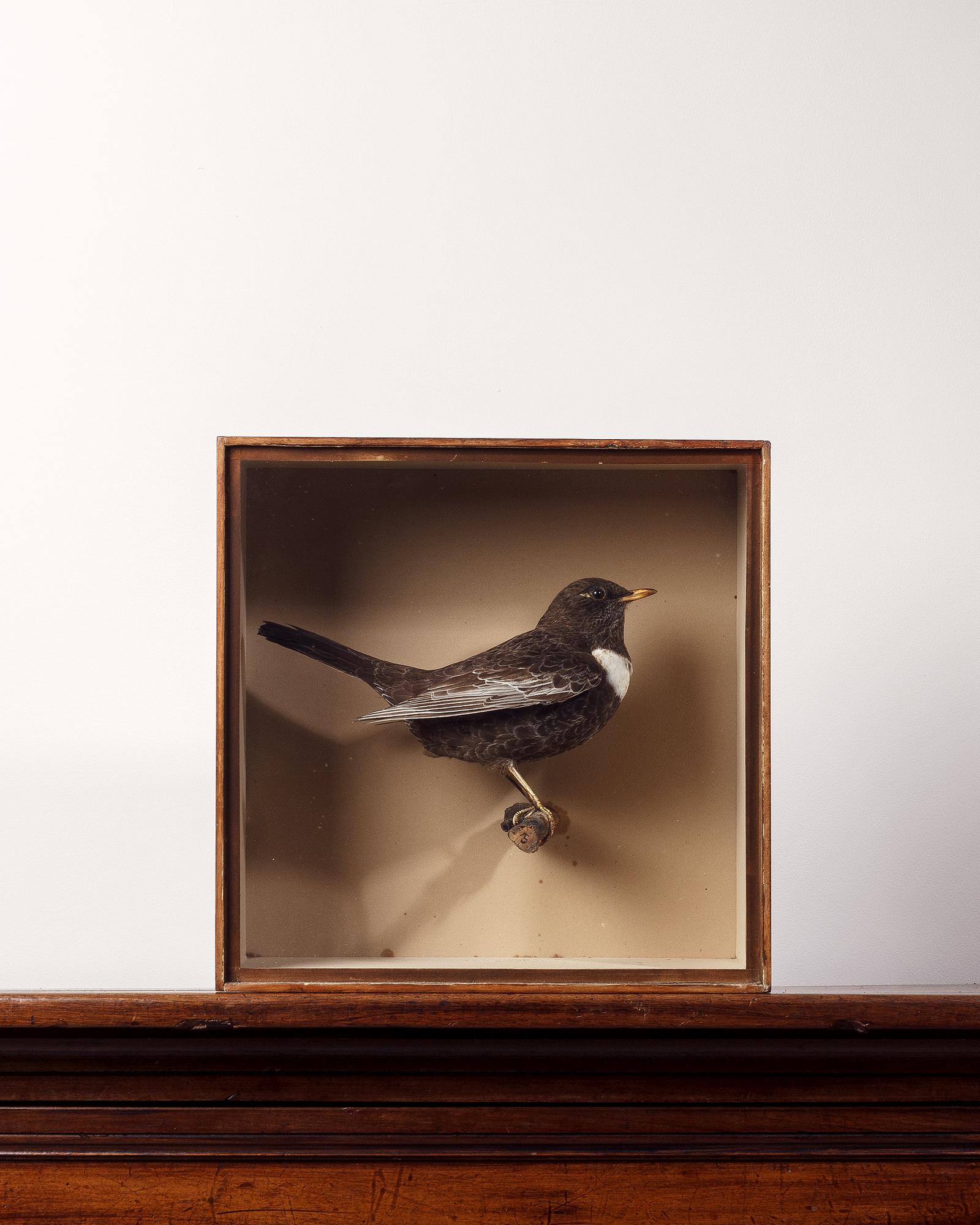 Ring Ouzel by Cullingford