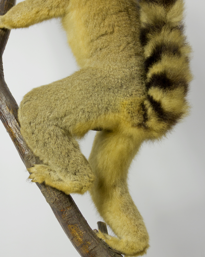 Taxidermy Ring Tailed Lemur, England, Circa. 1900