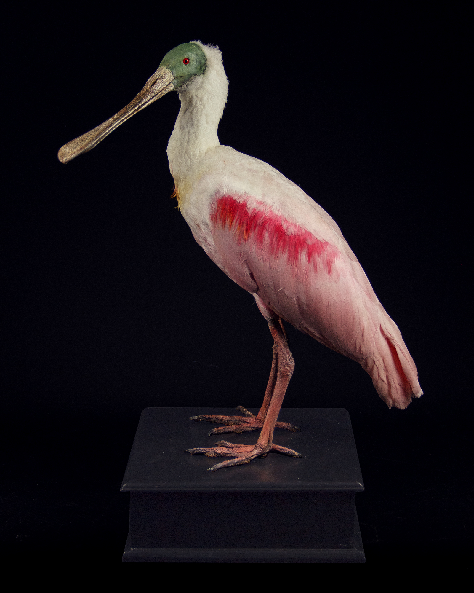 Roseate Spoonbill