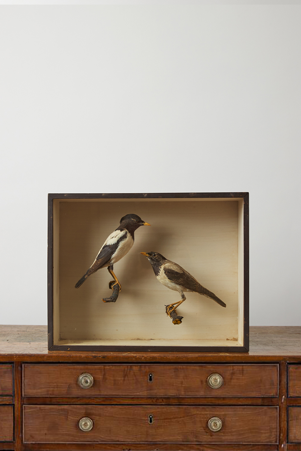 Rosy Starlings Taxidermy Case Attributed To Joseph Cullingford