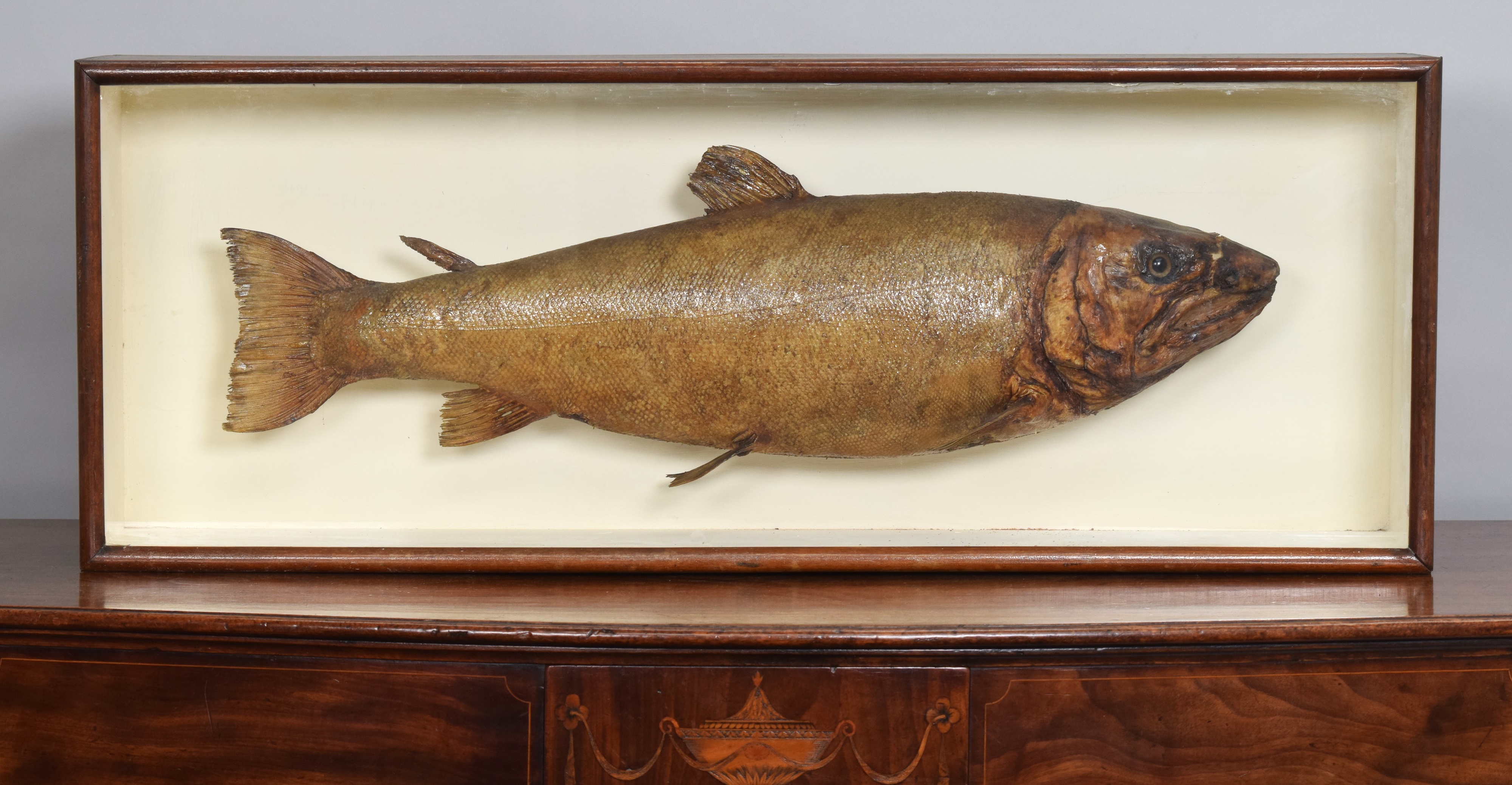 Salmon Taxidermy Fish Case By Robert Duncan