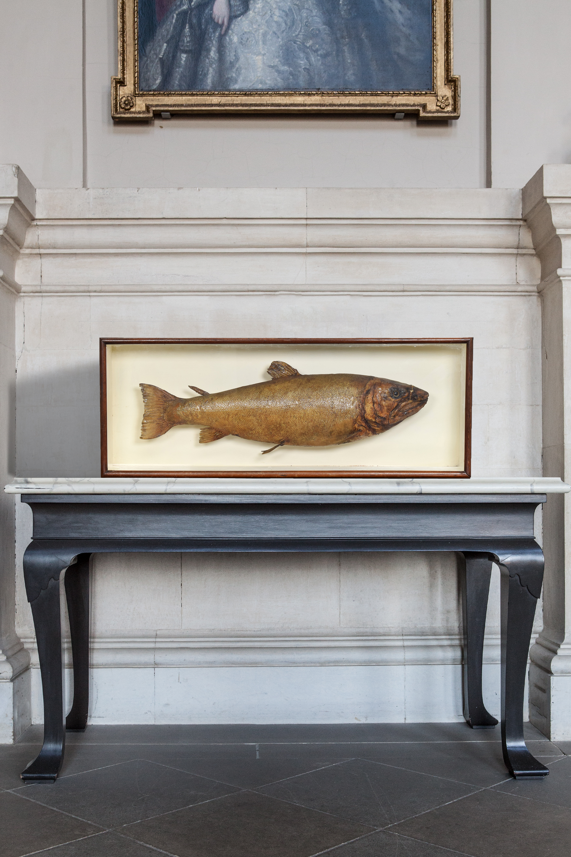 Salmon Taxidermy Fish Case By Robert Duncan