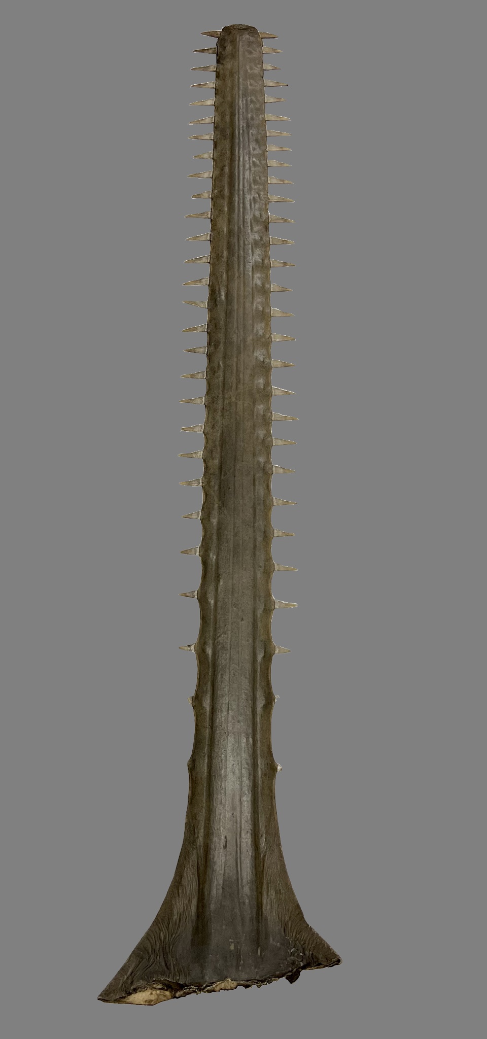 Sawfish Rostrum 59 Inches