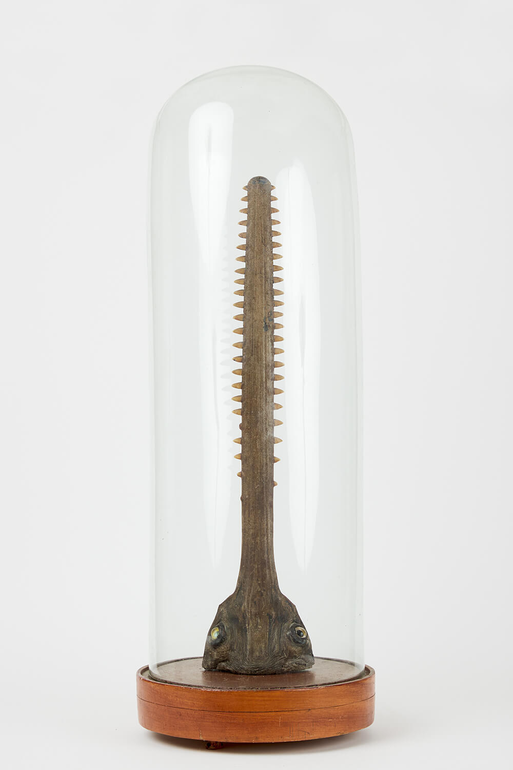 Sawfish Rostrum With Partial Head Preserved.