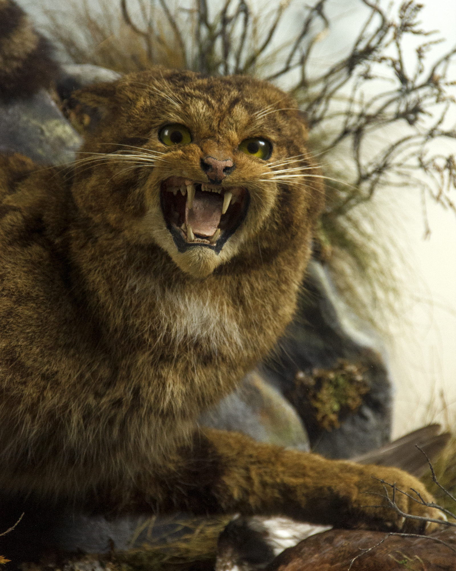 Taxidermy Scottish Wildcats by WM MCleay of Inverness