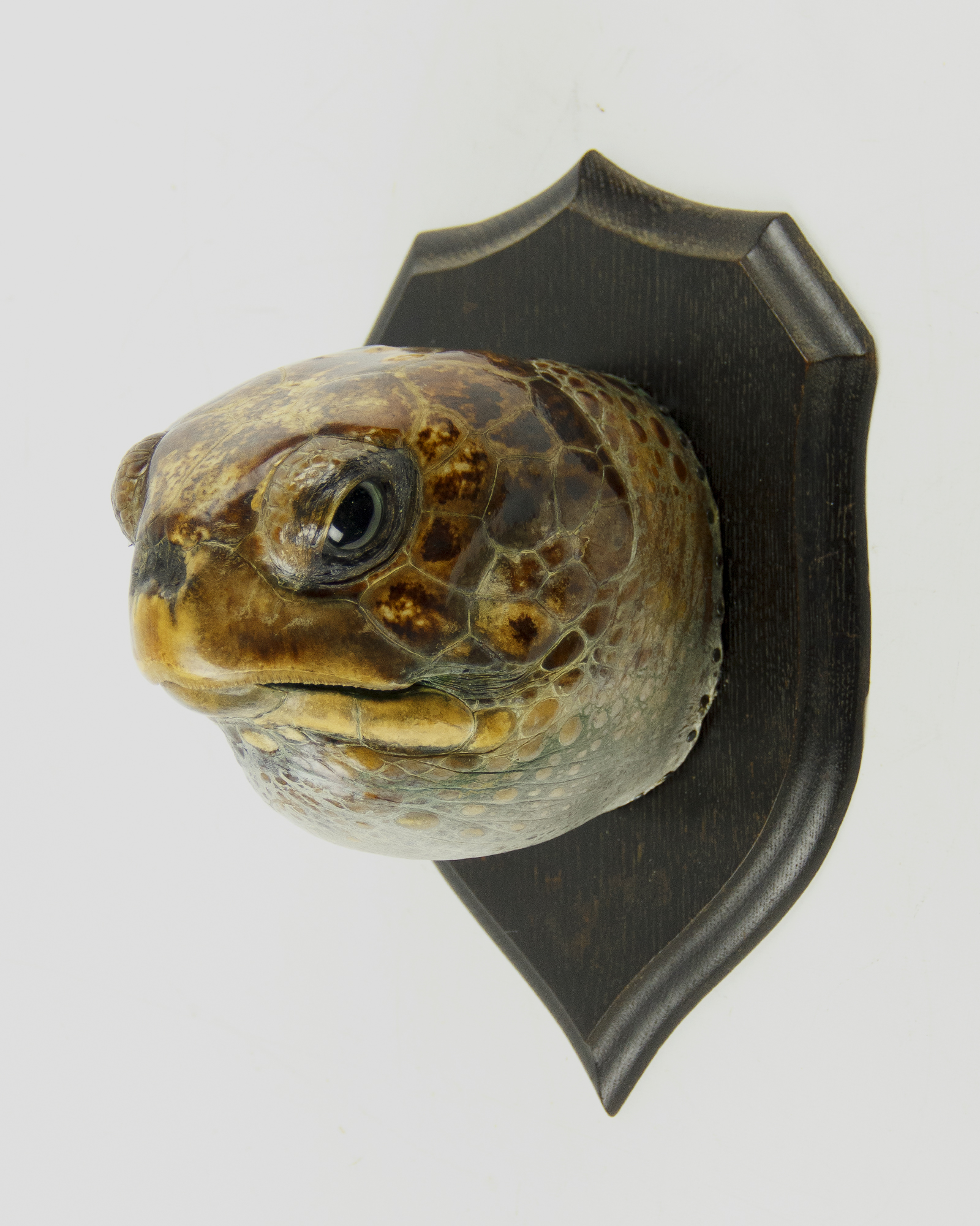 Sea Turtle Head By Rowland Ward