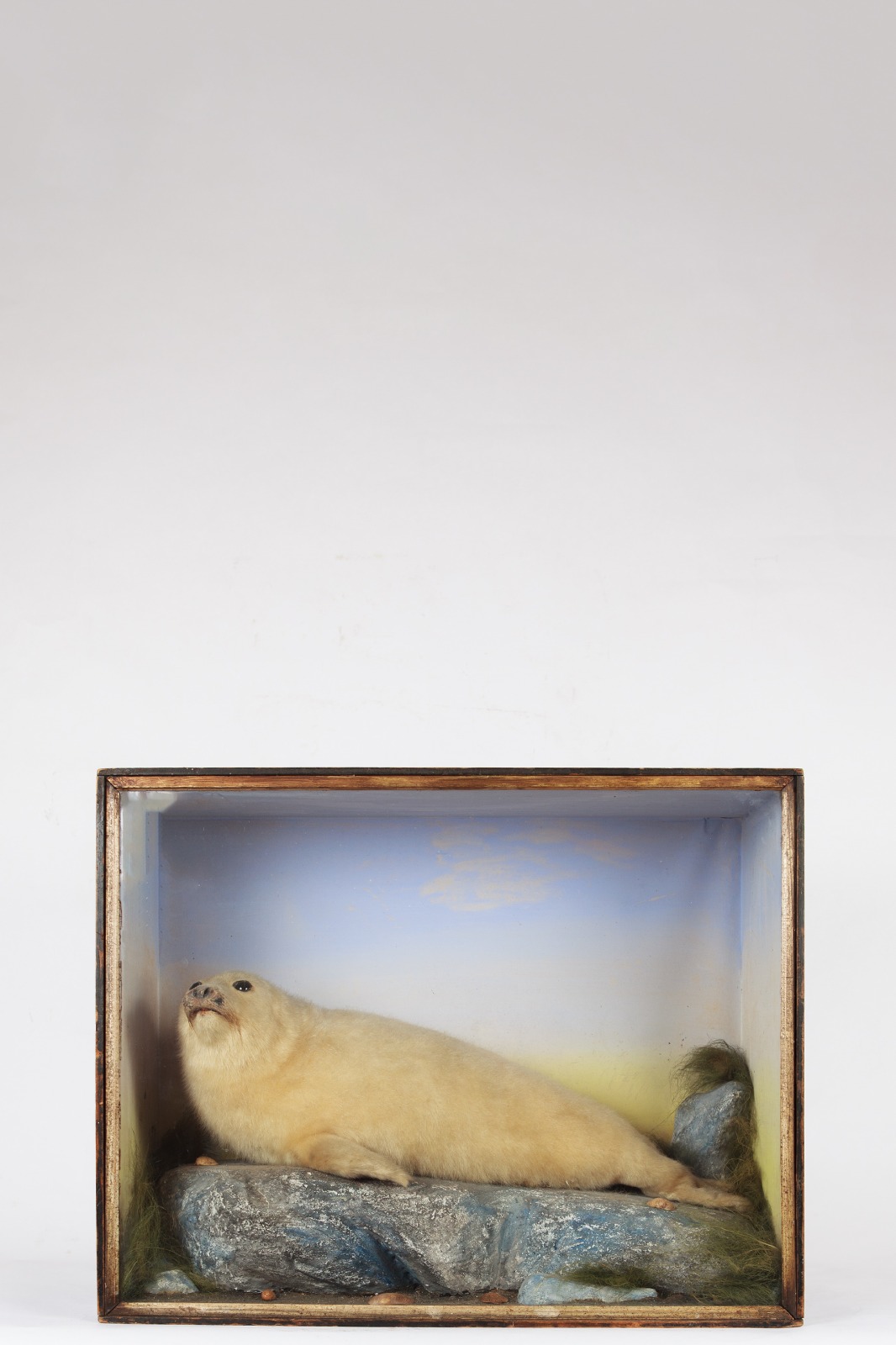 A Seal Pup By James Hutchings Circa 1880