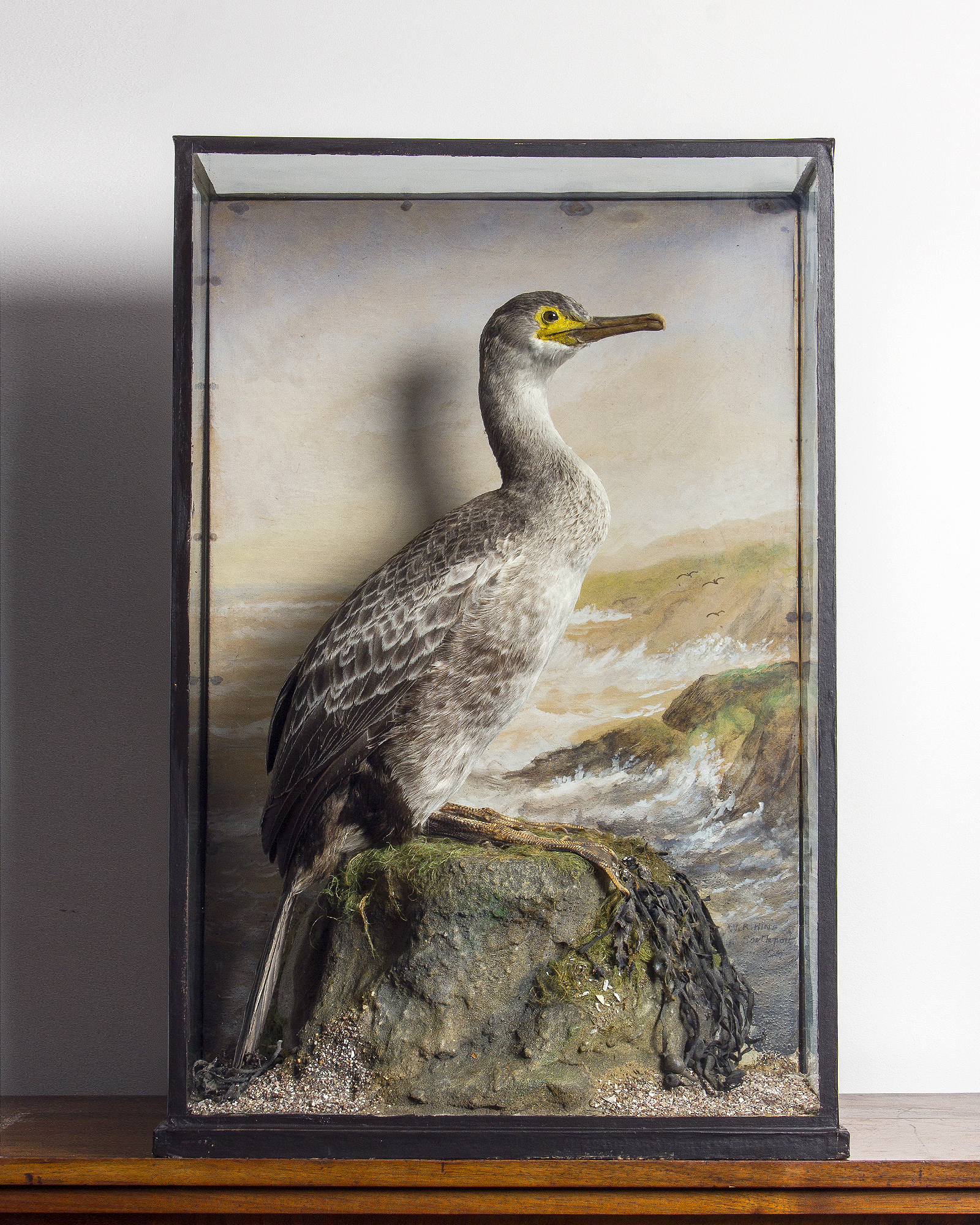 Taxidermy Shag By Hine Of Southport