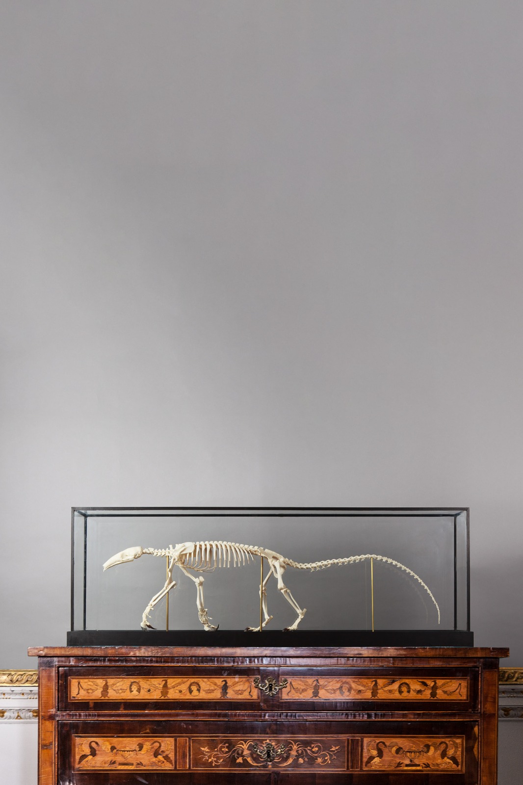 Skeleton Of An Anteater