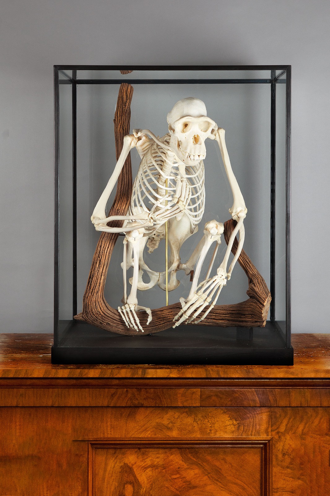 Chimpanzee skeleton