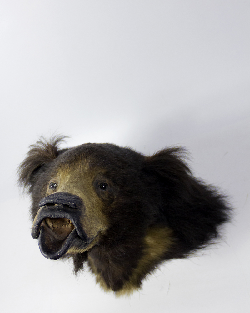 Sloth Bear Head By Van Ingen & Van Ingen