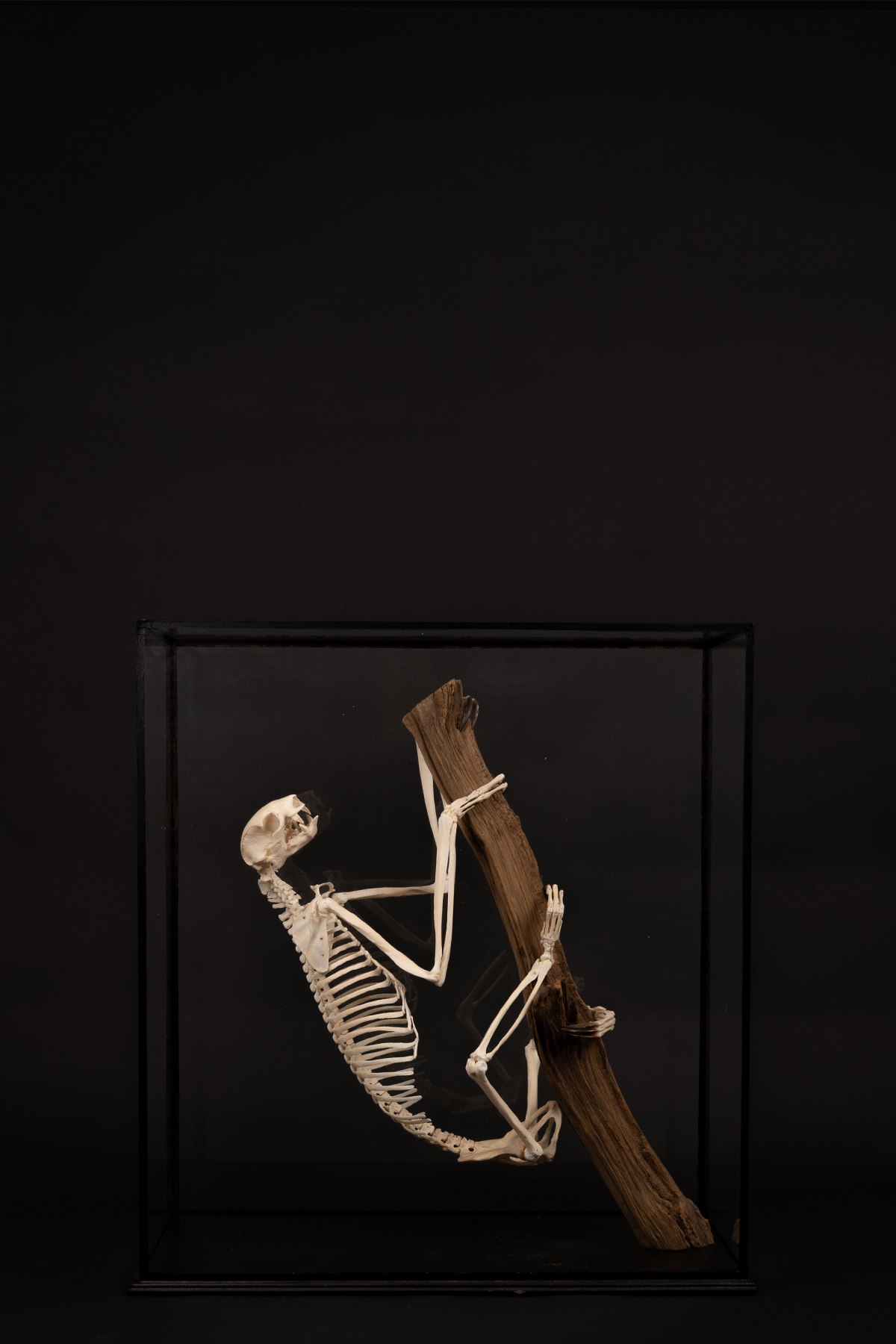 Sloth Skeleton