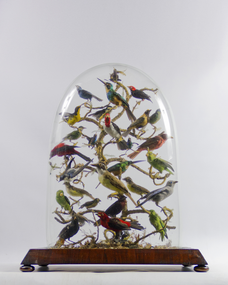 South American Birds Dome