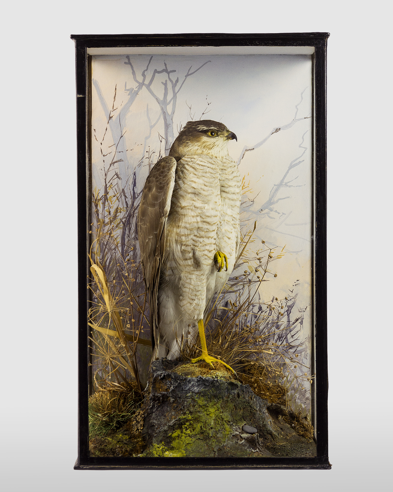 P Spicer & Sons Taxidermy Sparrowhawk