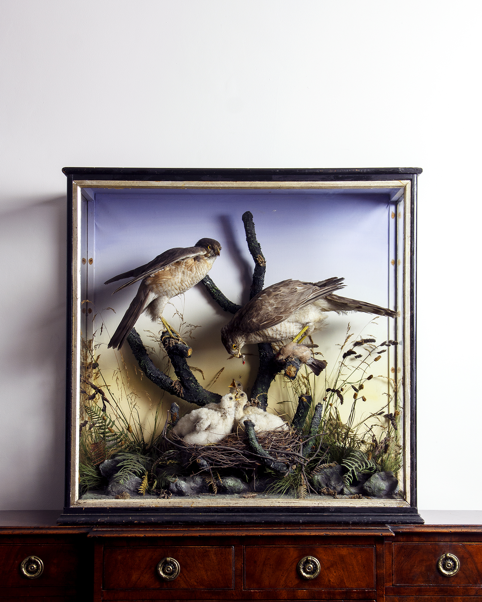 Hutchinson Of Derby Taxidermy Sparrowhawks