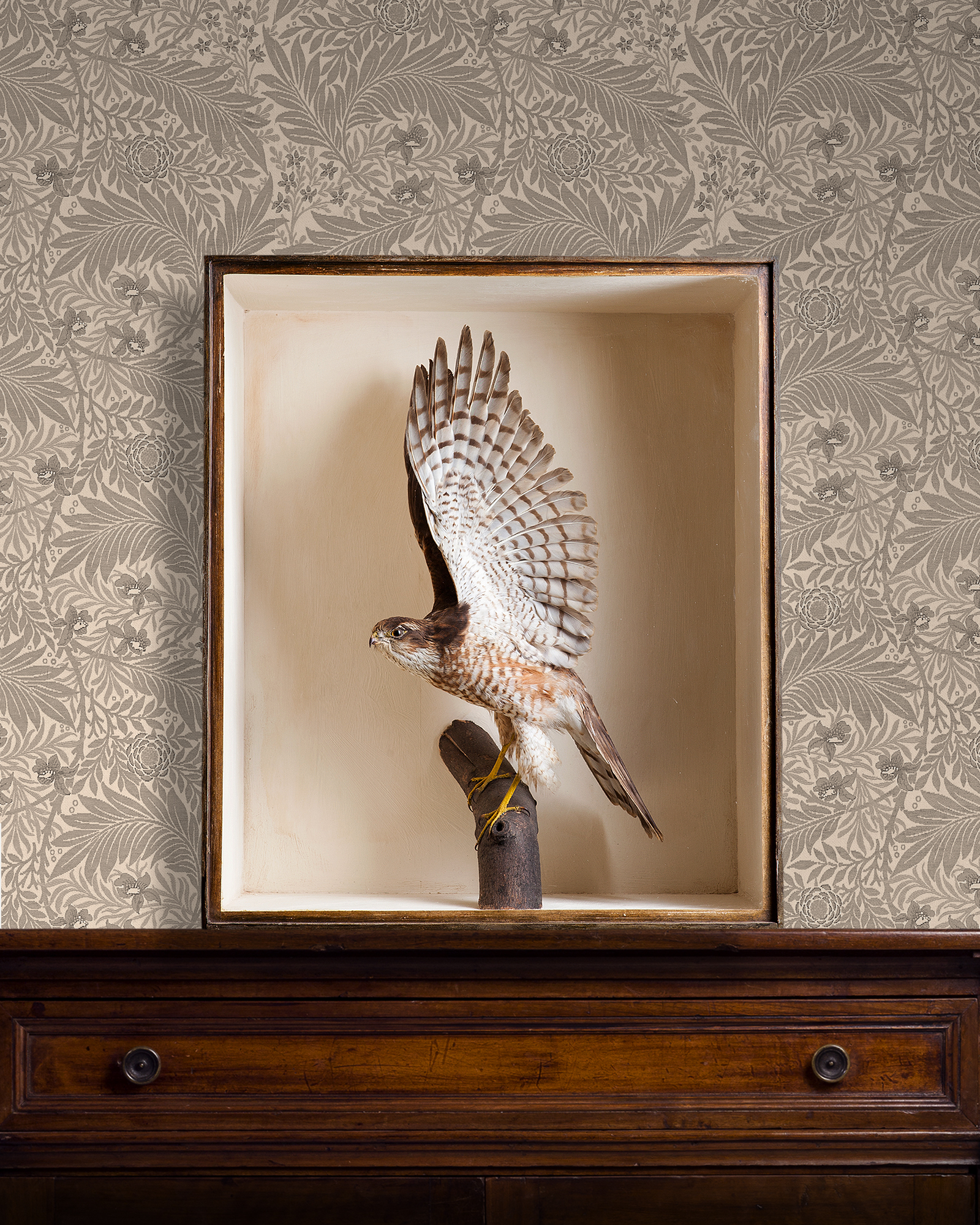 Joseph Cullingford Taxidermy Sparrowhawk