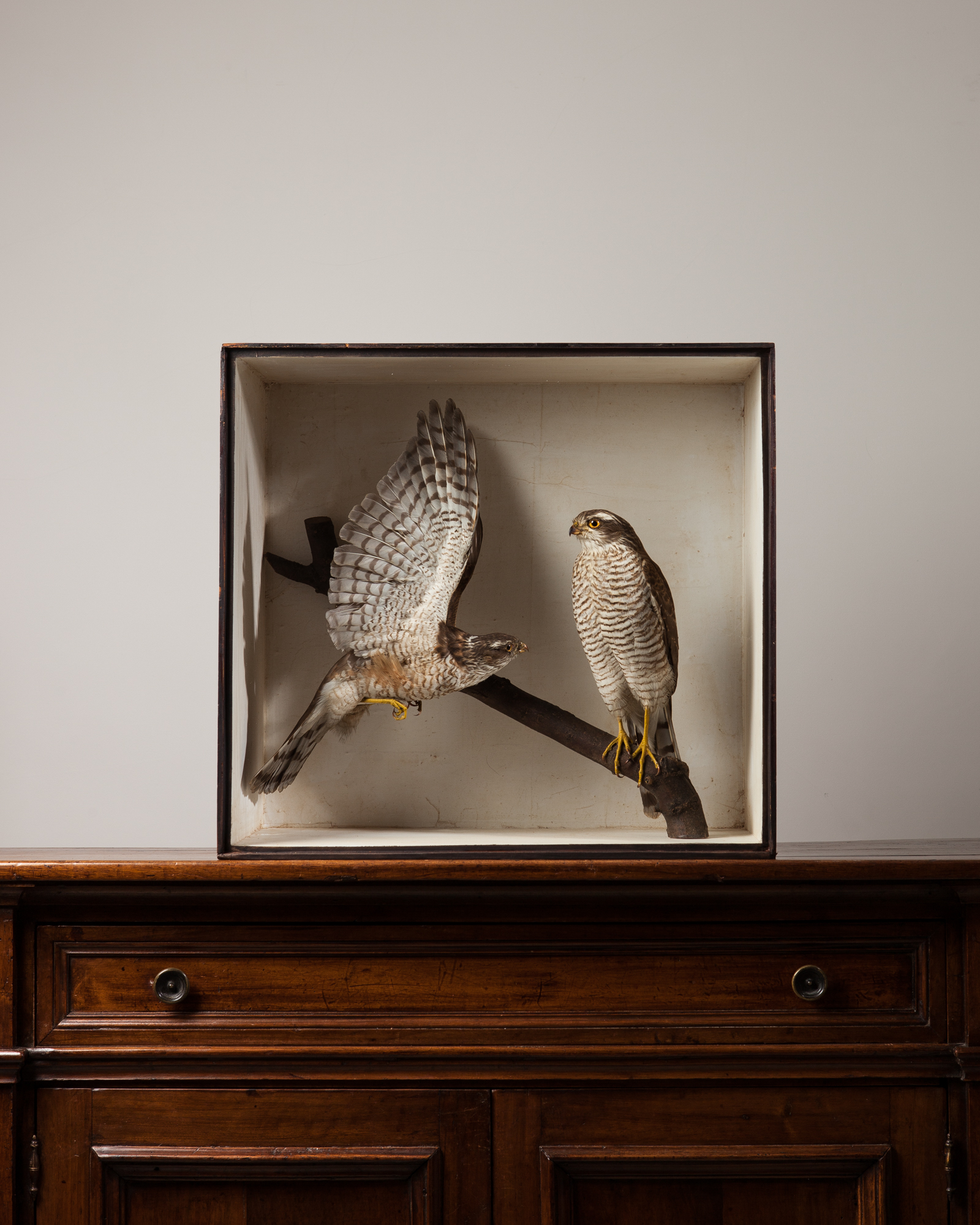 Sparrowhawks attributed to Joseph Cullingford