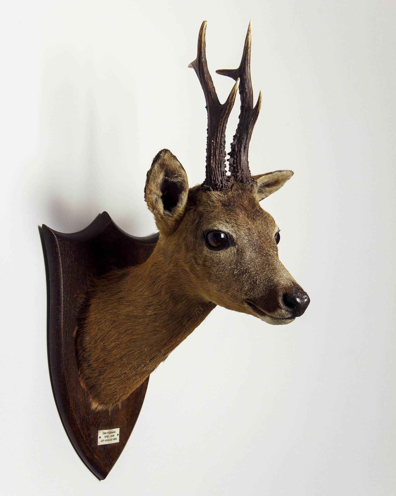Taxidermy. The Head of a Roe Deer shot by Ian Fleming