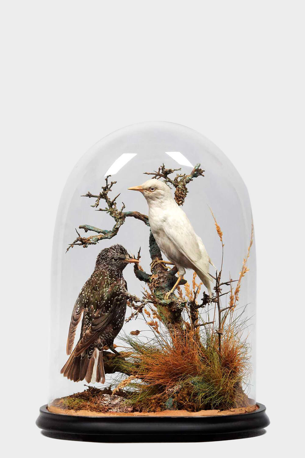 Starlings Taxidermy Dome By Peter Spicer
