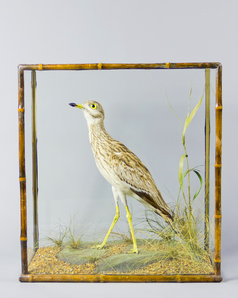 Stone-curlew