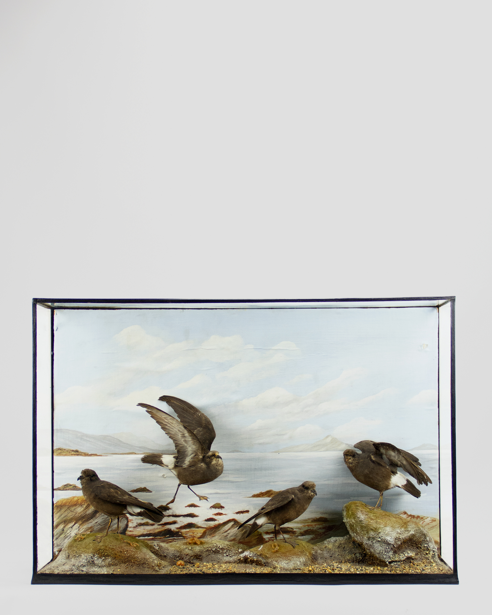 Storm Petrels