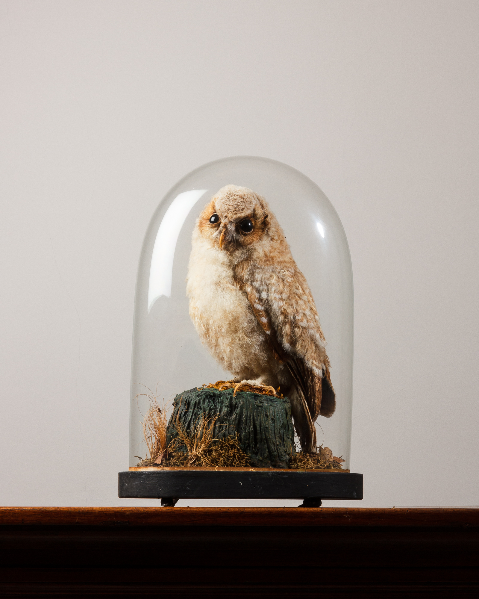 Victorian Taxidermy Owl Chick