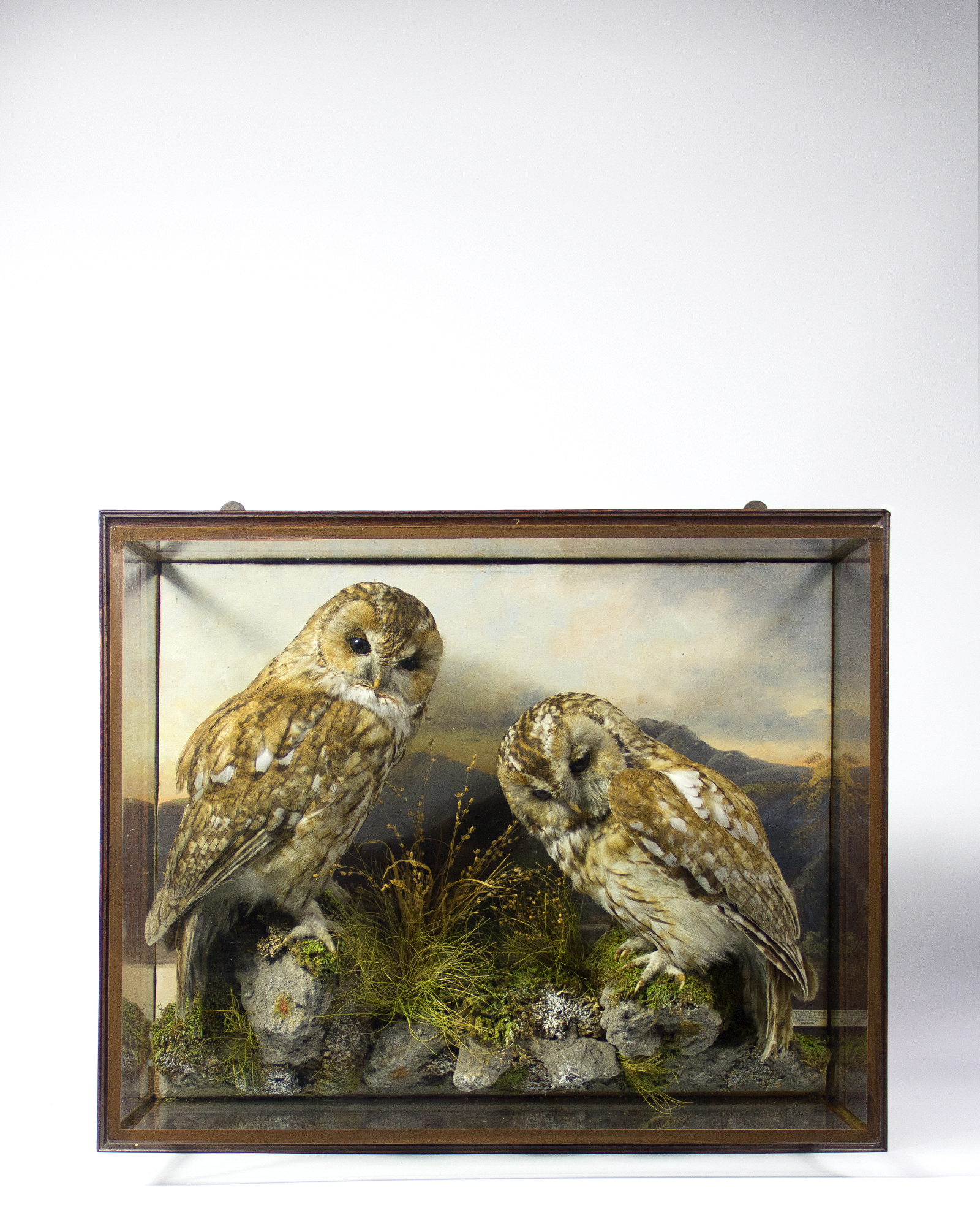 Tawny Owls By H Murray & Son