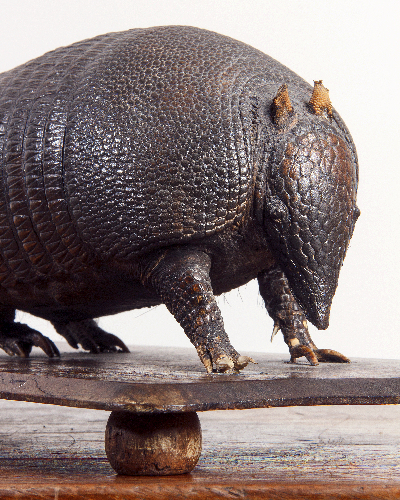 Taxidermy Armadillo