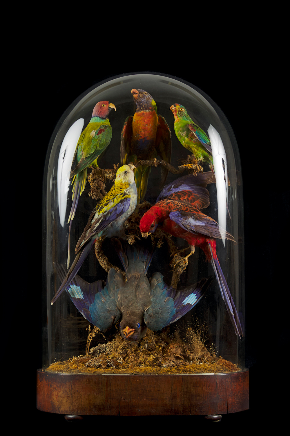Early Australian Taxidermy Parrots Dome