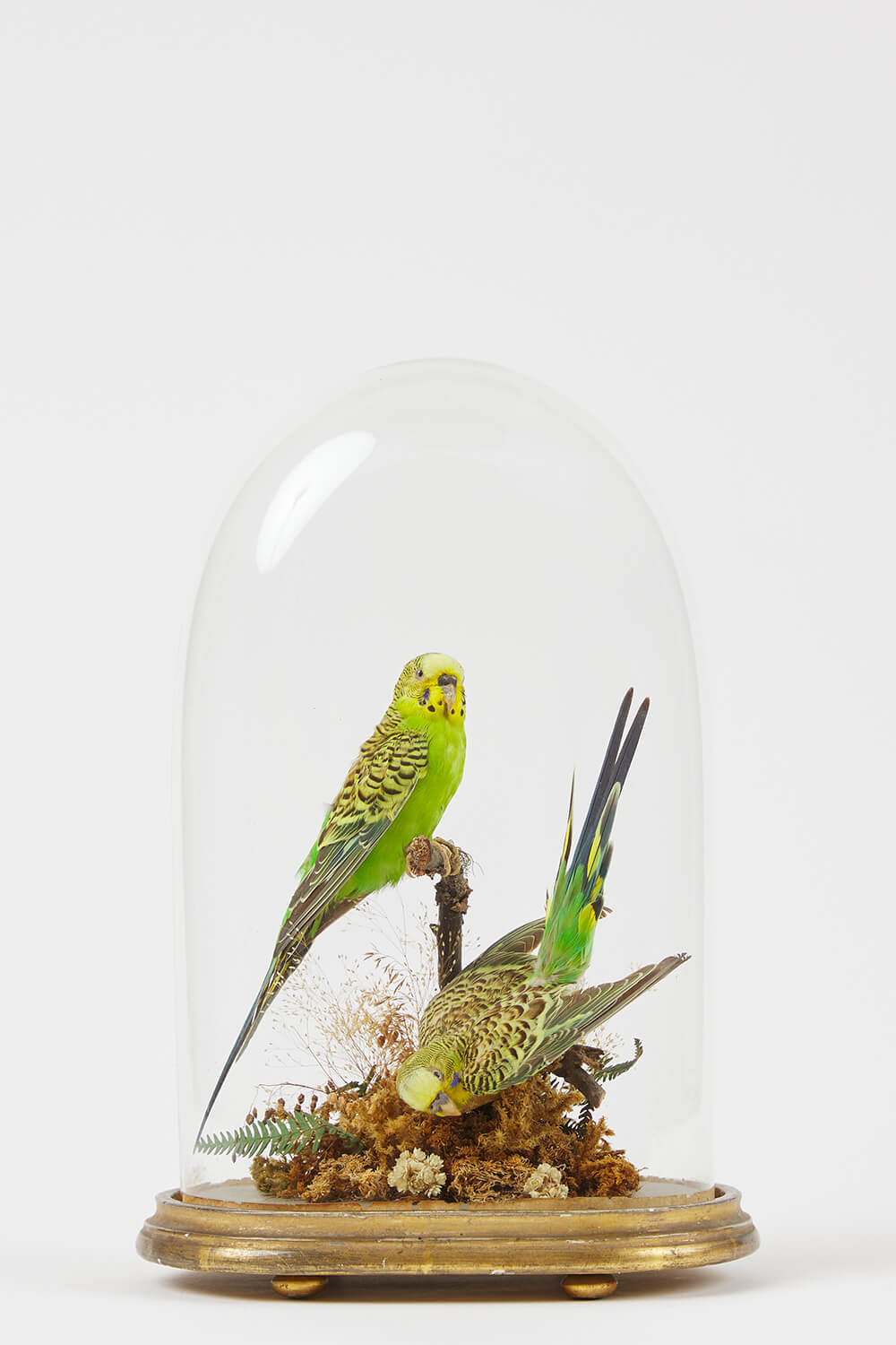Taxidermy Budgerigars Signed H Shaw. Salop. 1871.