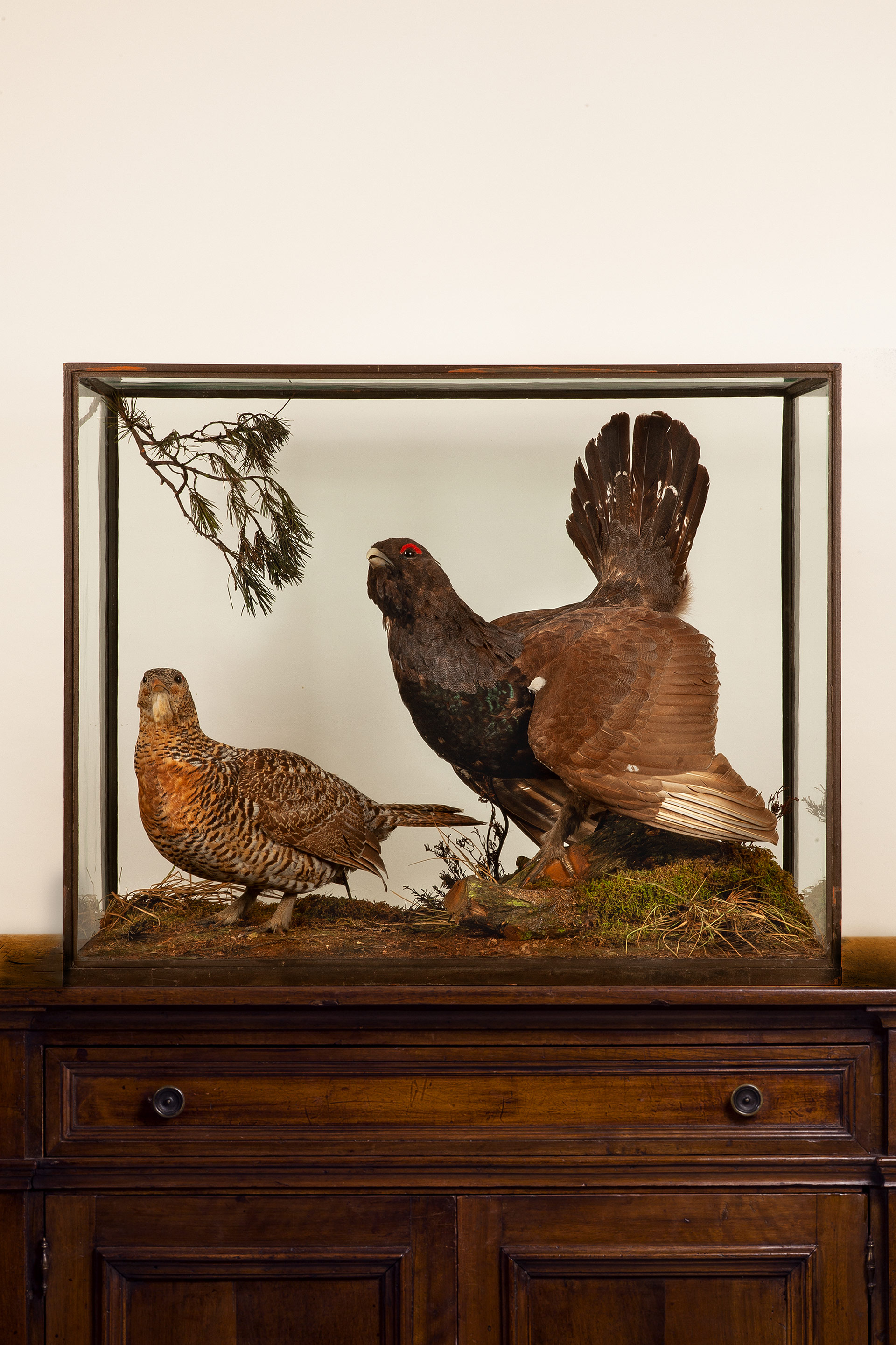 Taxidermy Capercaillie by Rowland Ward