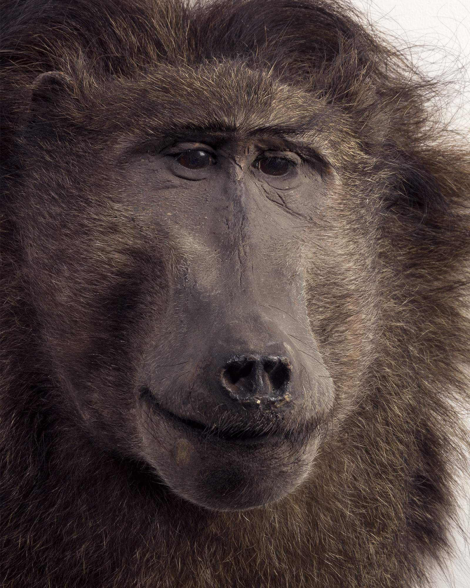 Taxidermy Chacma Baboon Head