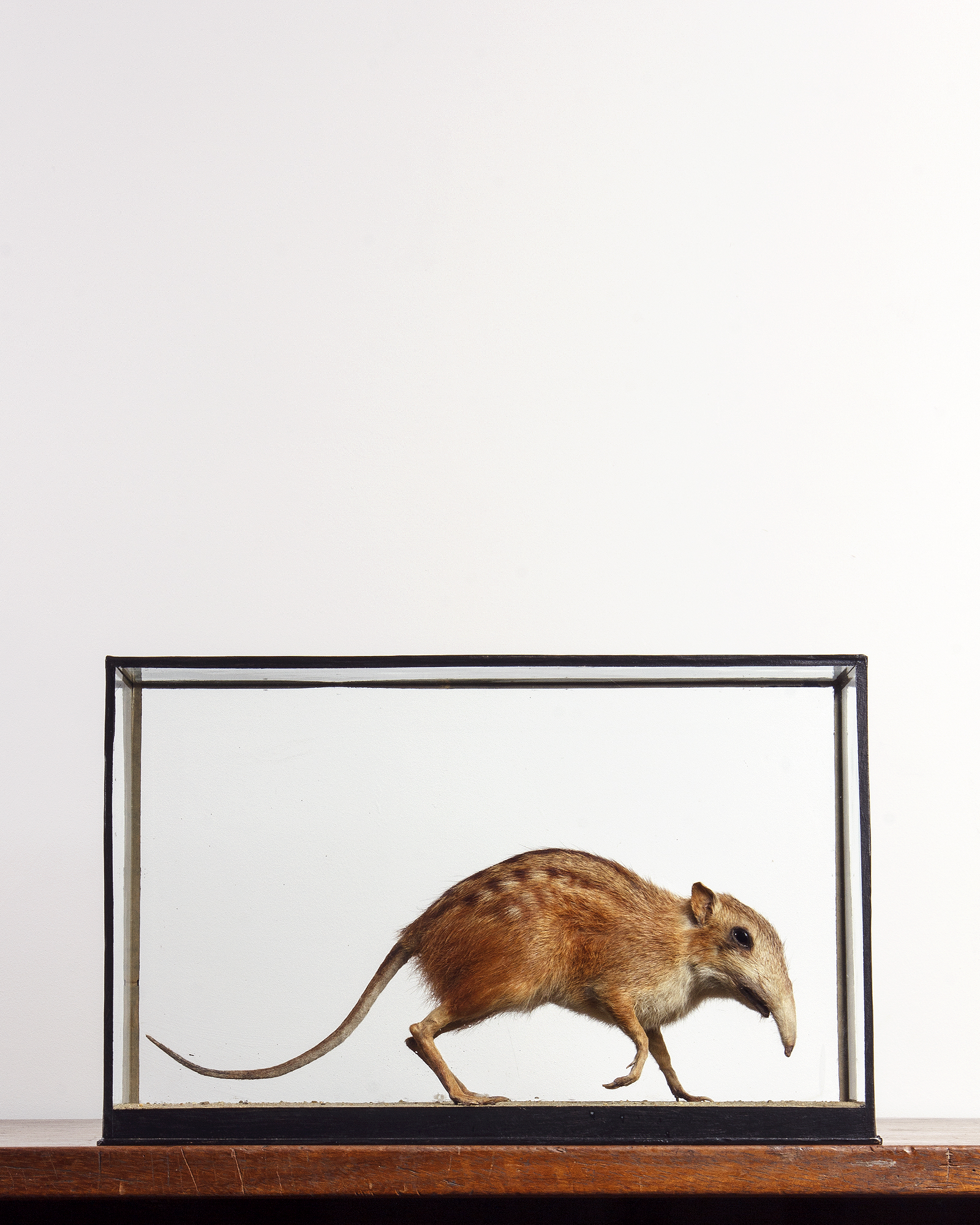 Taxidermy Checkered Elephant Shrew by Edward Gerrard & Sons