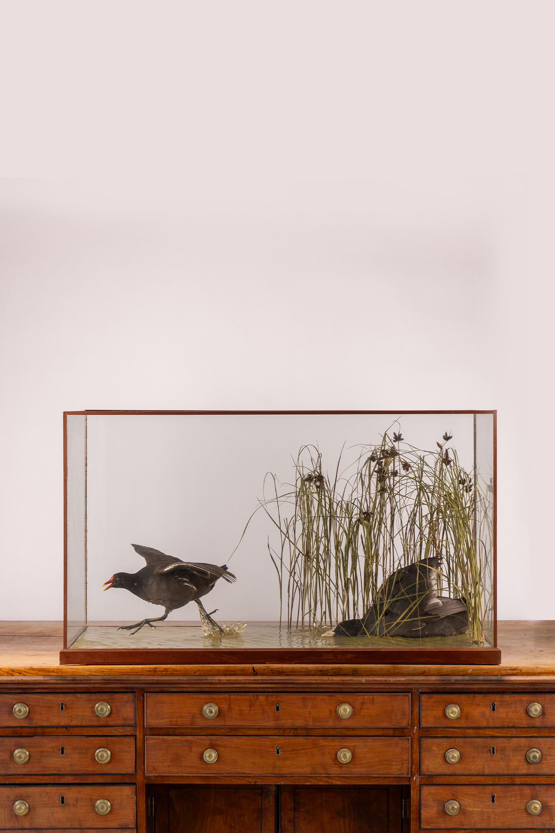 Coot And Moorhen Taxidermy Case