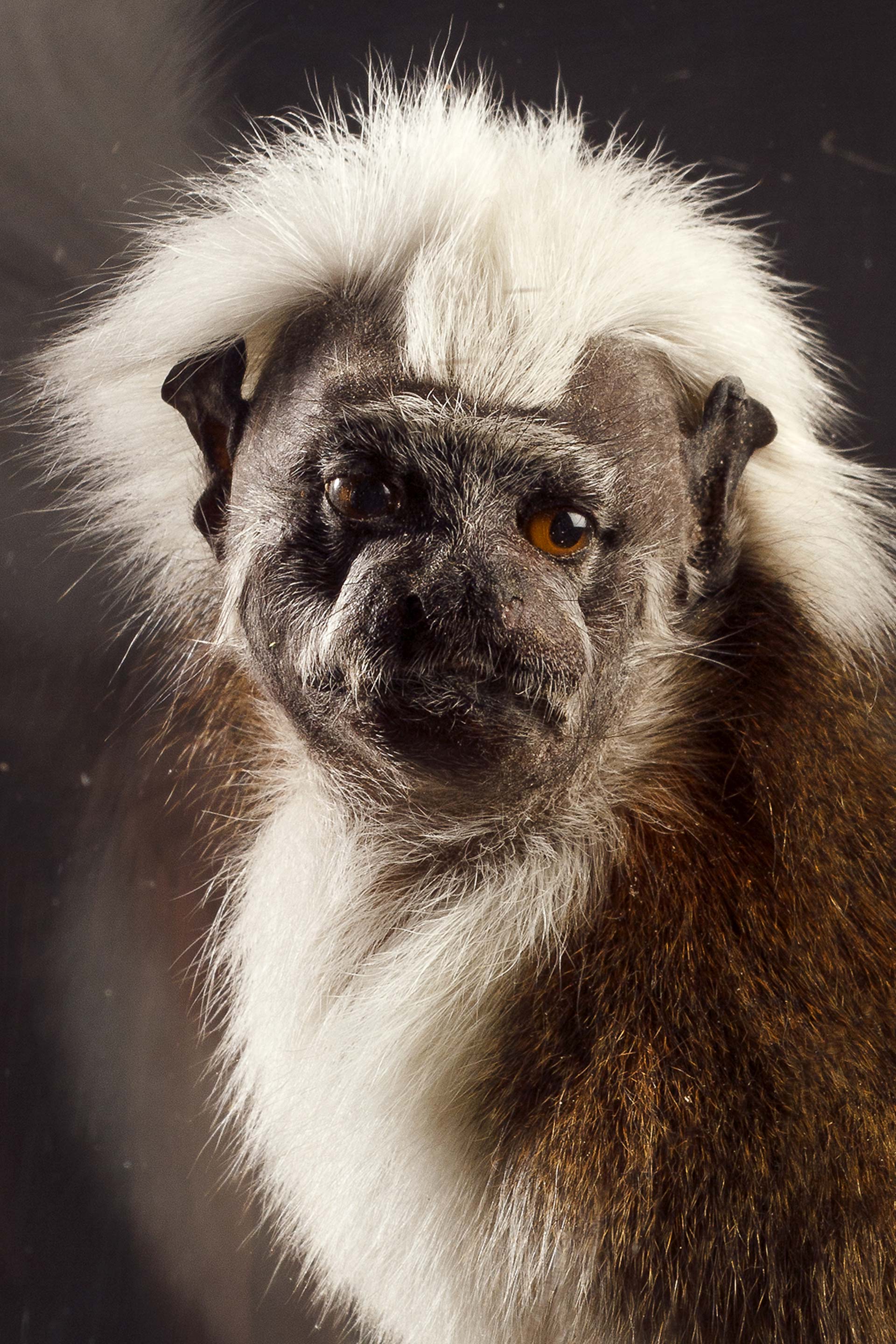A Taxidermy Cotton-topped monkey