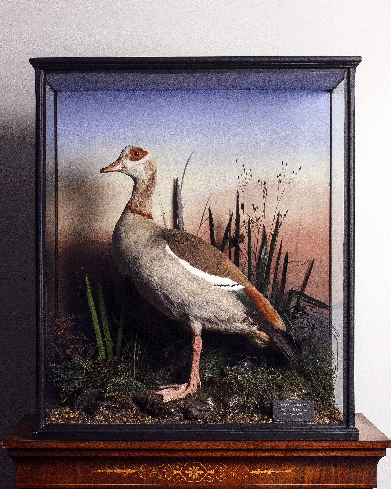 Taxidermy Egyptian Goose by Williams of Dublin