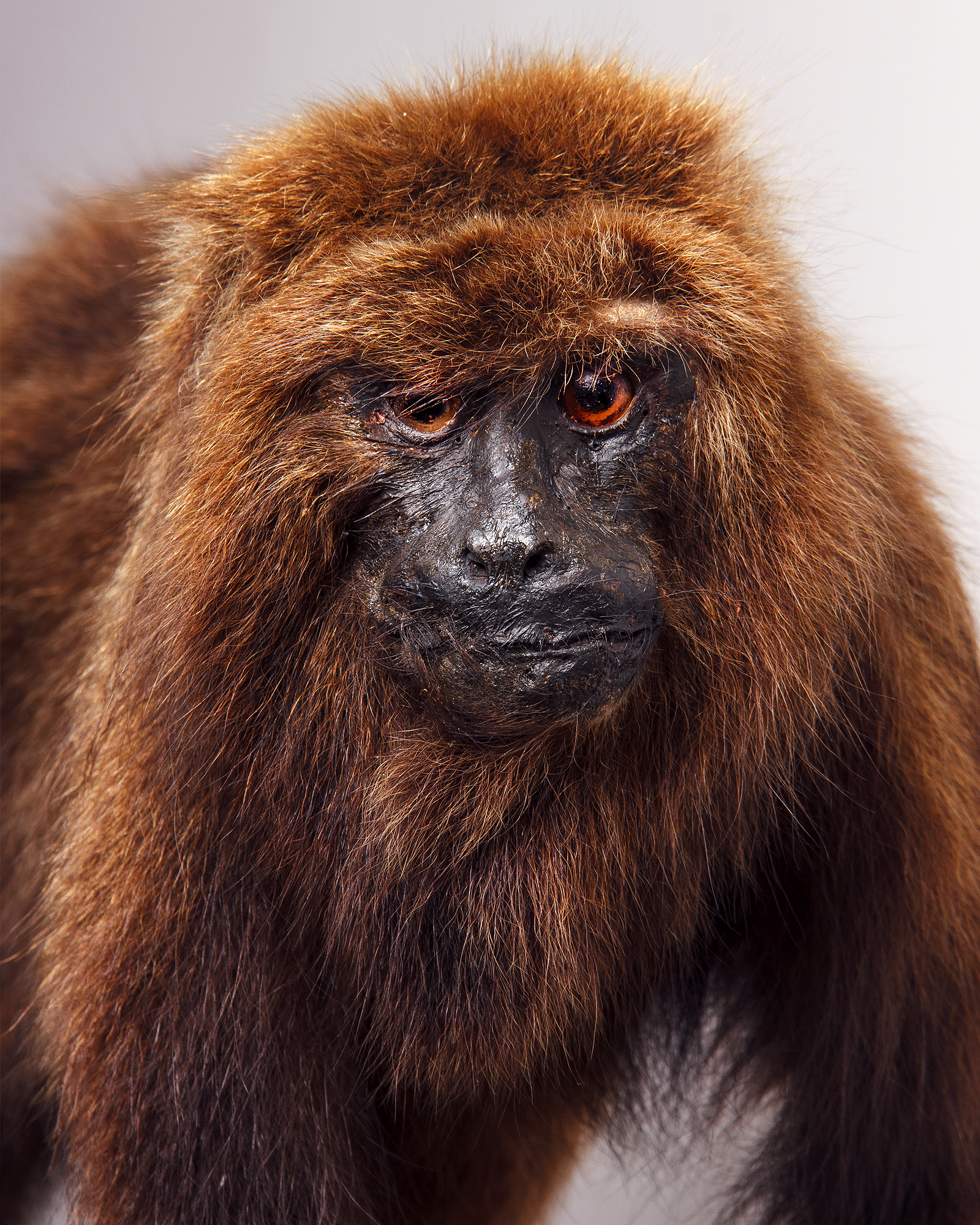 Taxidermy Howler Monkey