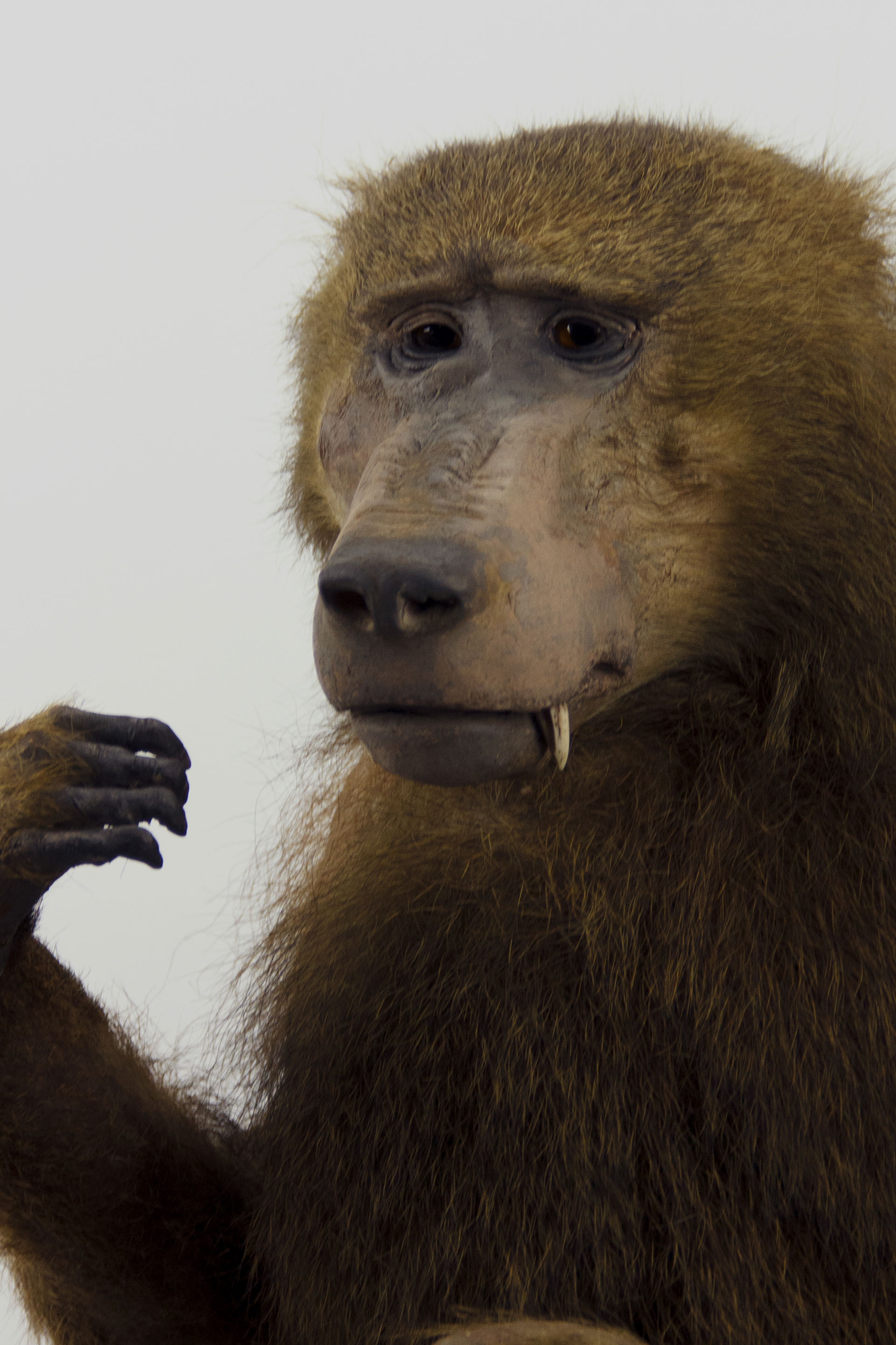 Taxidermy. Olive Baboon