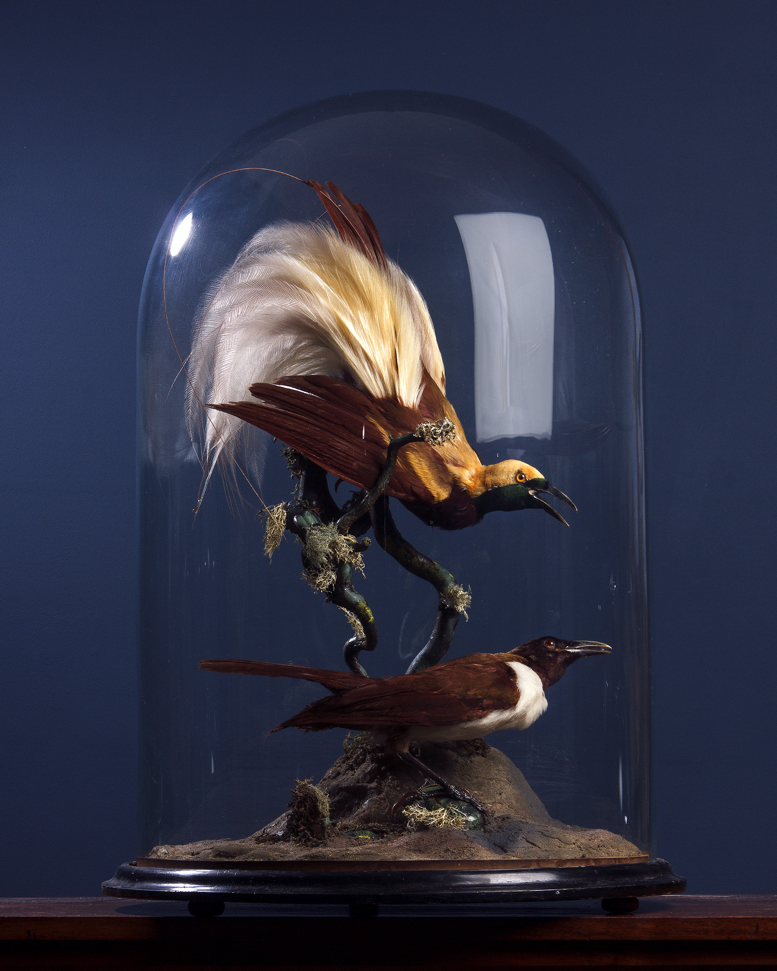 Taxidermy Pair of Lesser bird-of-paradise