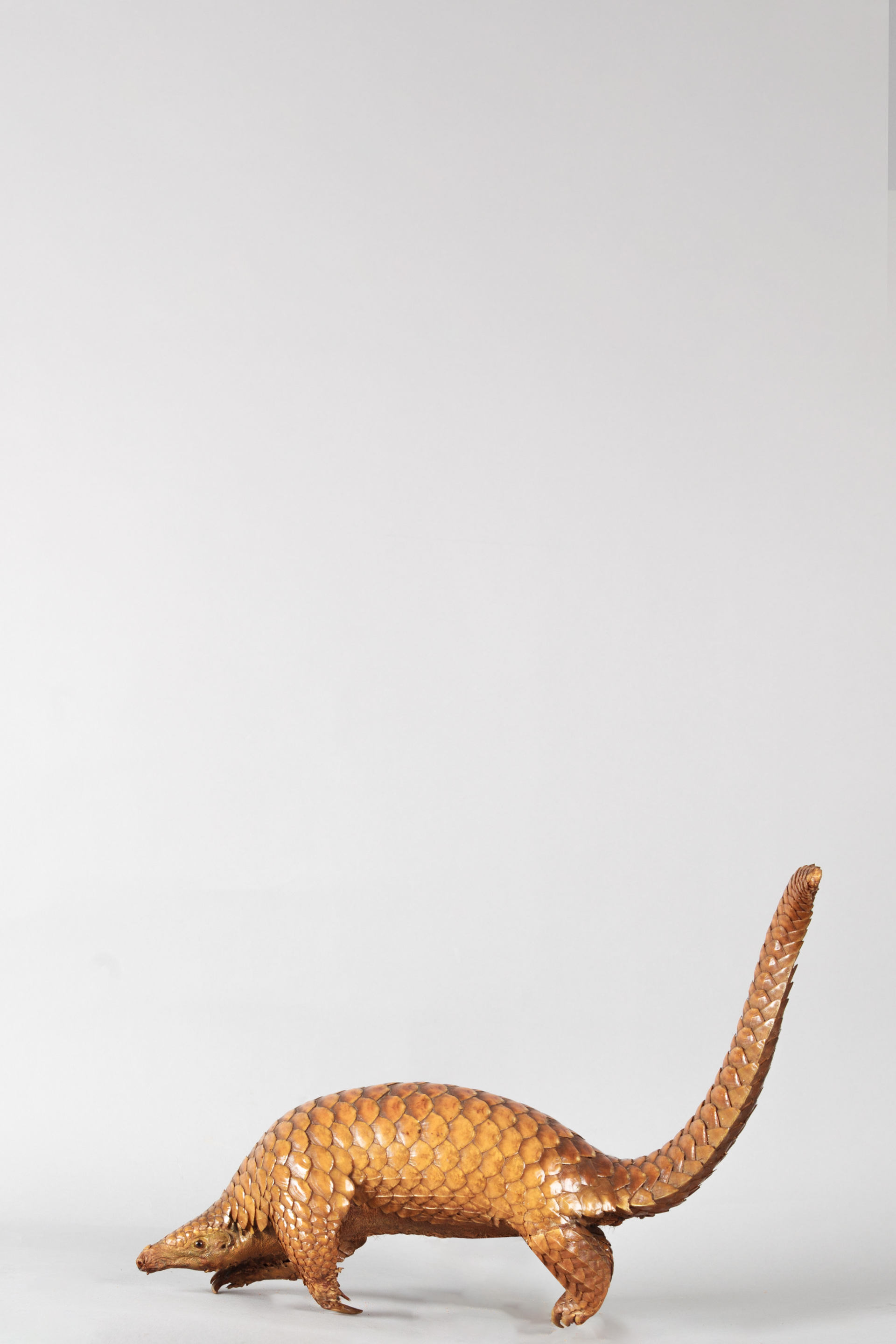 A Temmincks Pangolin Circa 1900