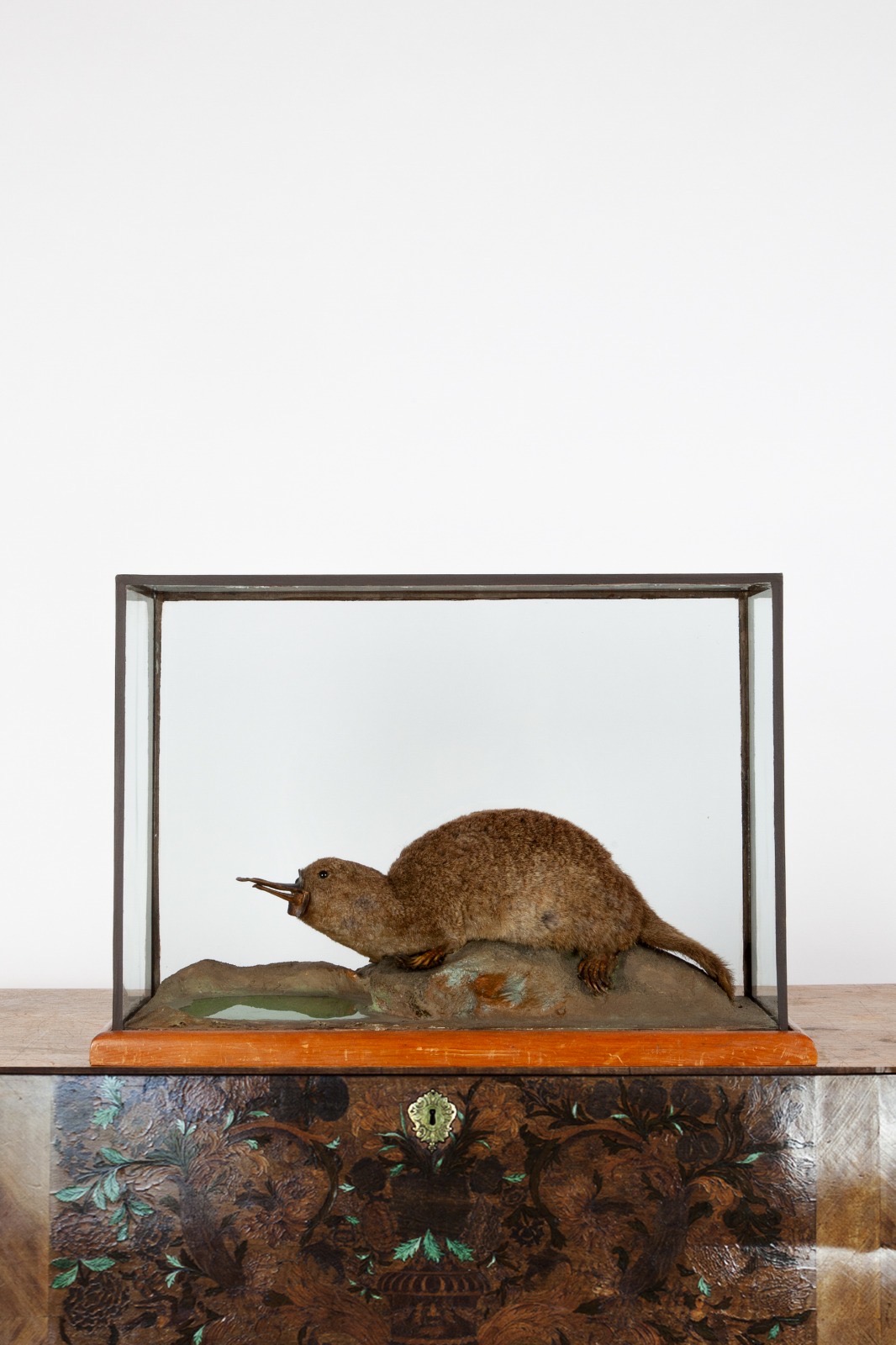 A Taxidermy Platypus By James Gardner, Oxford Street London