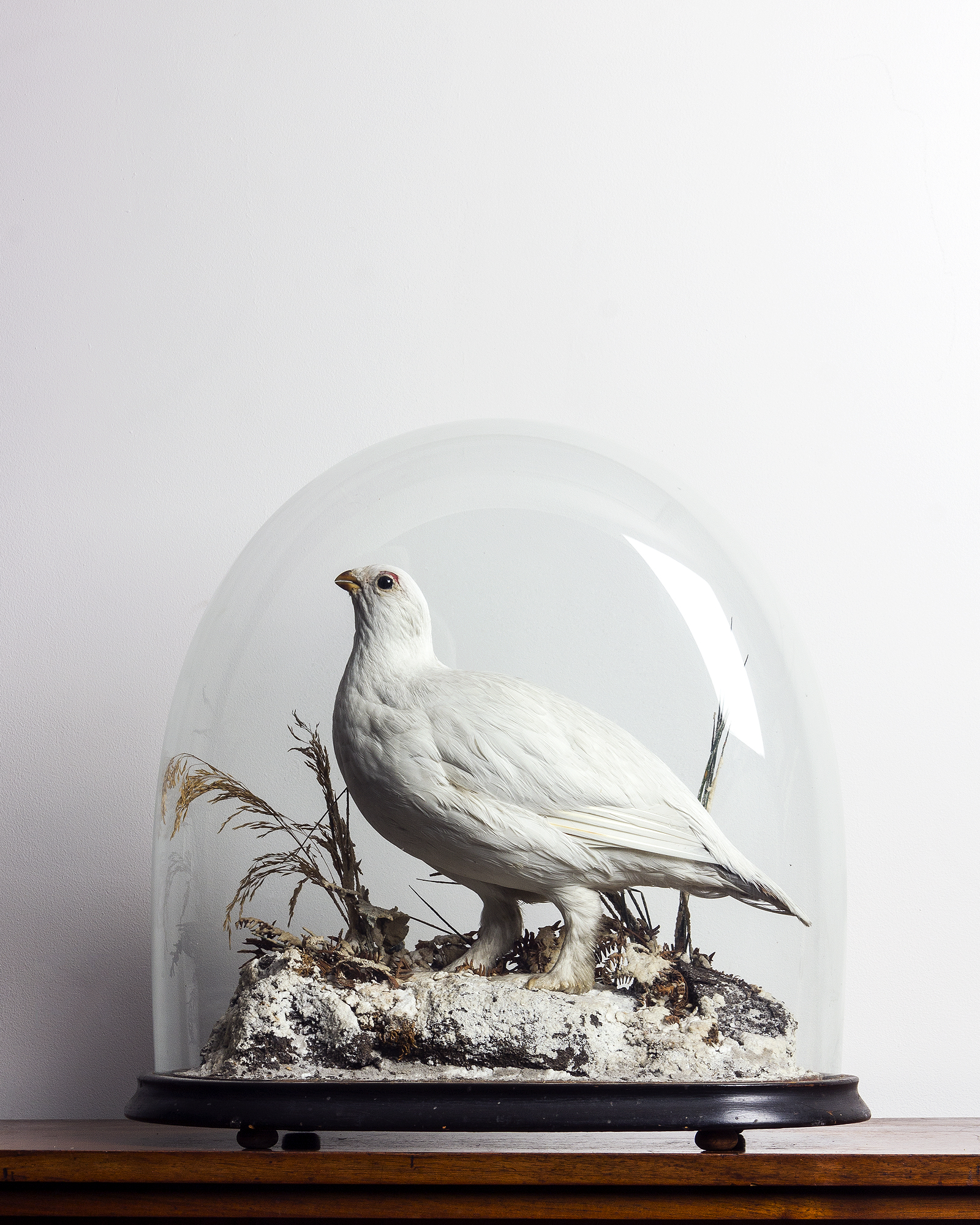 Taxidermy Ptarmigan Attributed to Peter Spicer