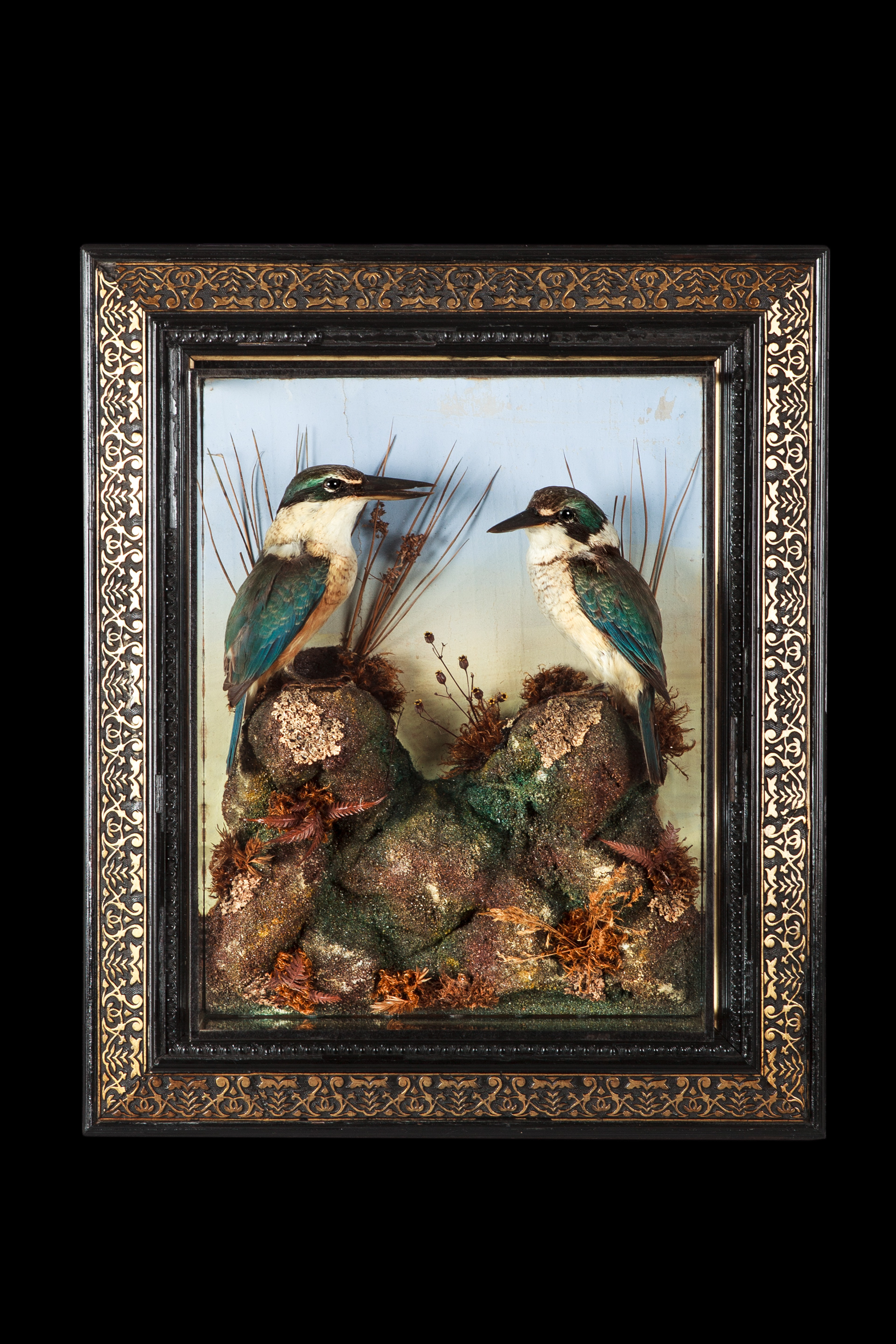 Taxidermy Sacred Kingfishers In A Picture Frame Case Circa 1890