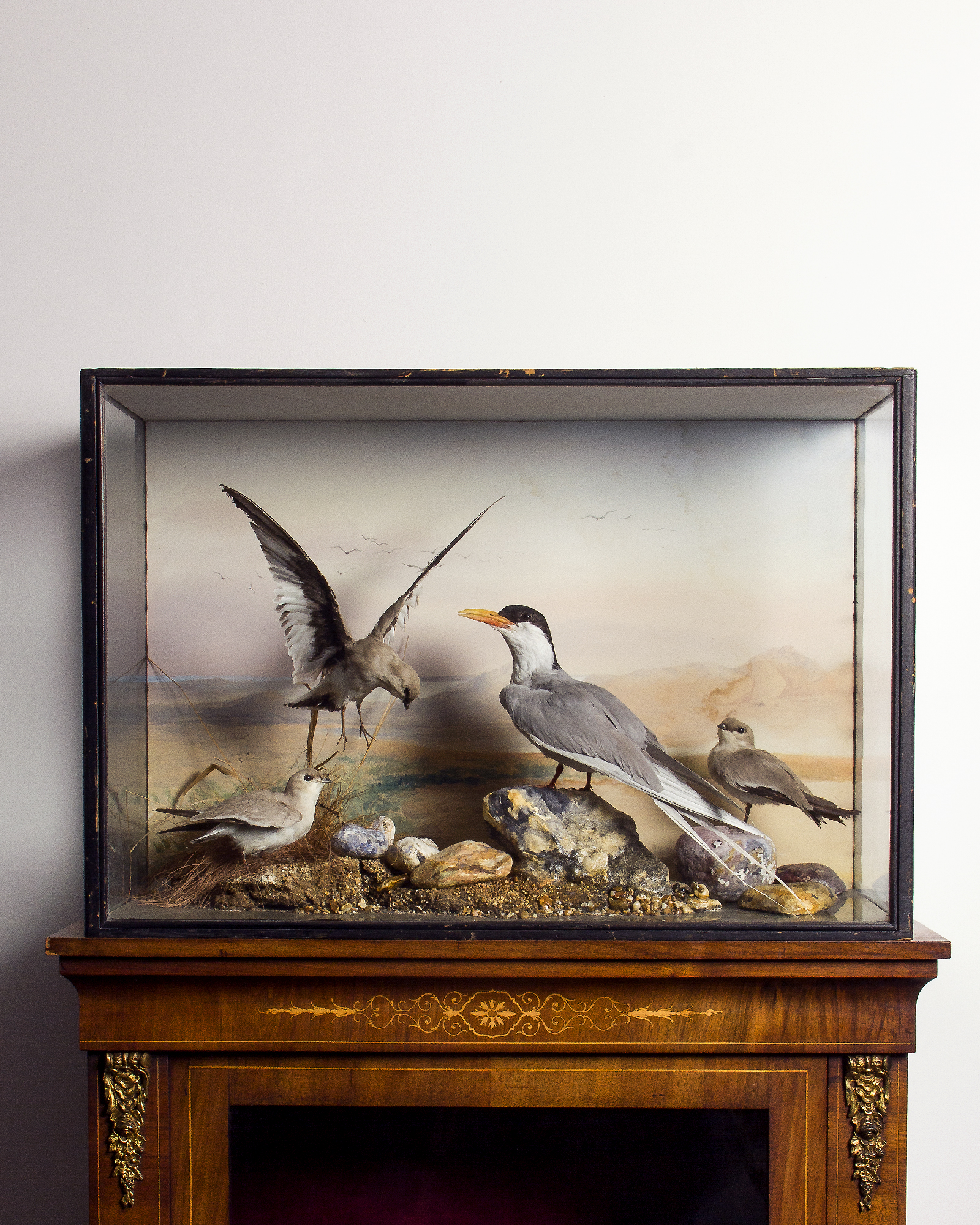 Taxidermy Sea Birds by Peter Spicer